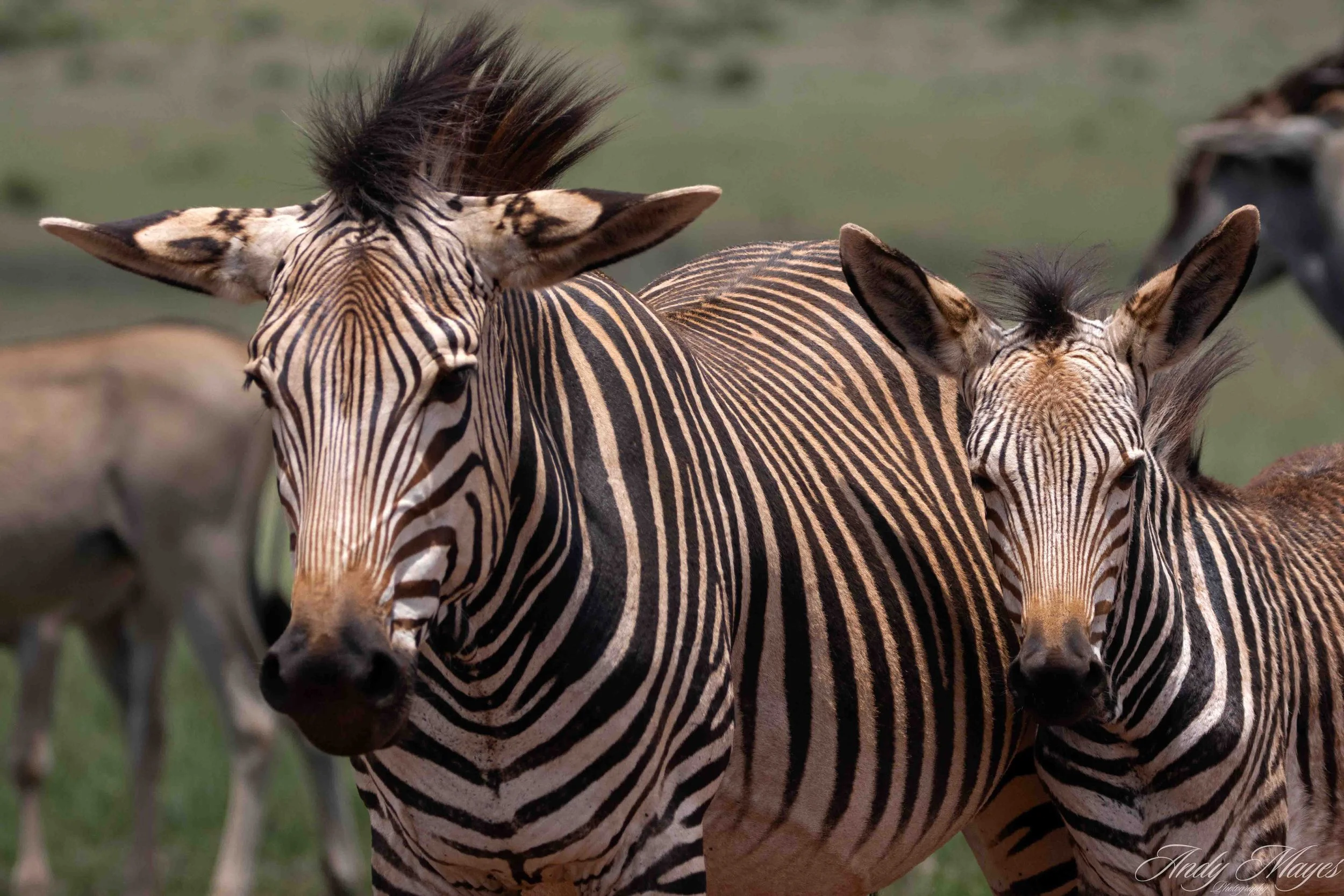 Rhino and Lion Park - 2025-12-20 (370) pp (na).jpg