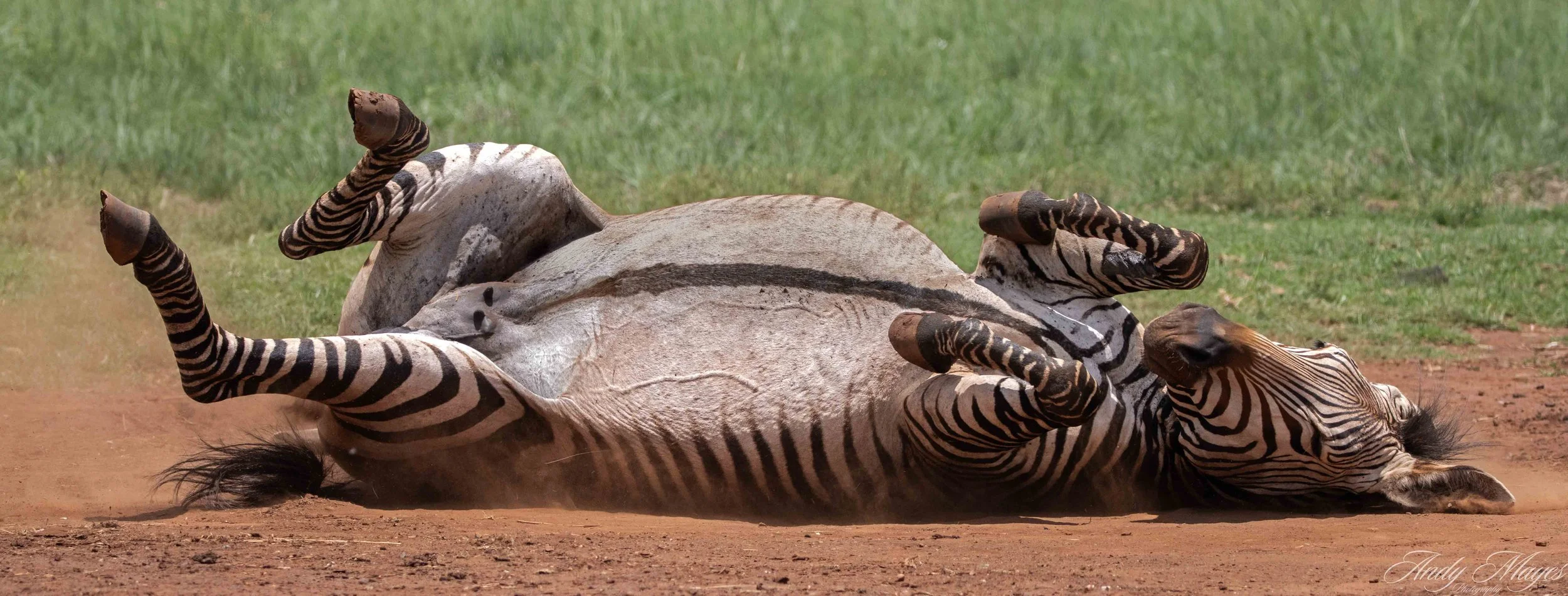 Rhino and Lion Park - 2025-12-20 (567) pp (na).jpg