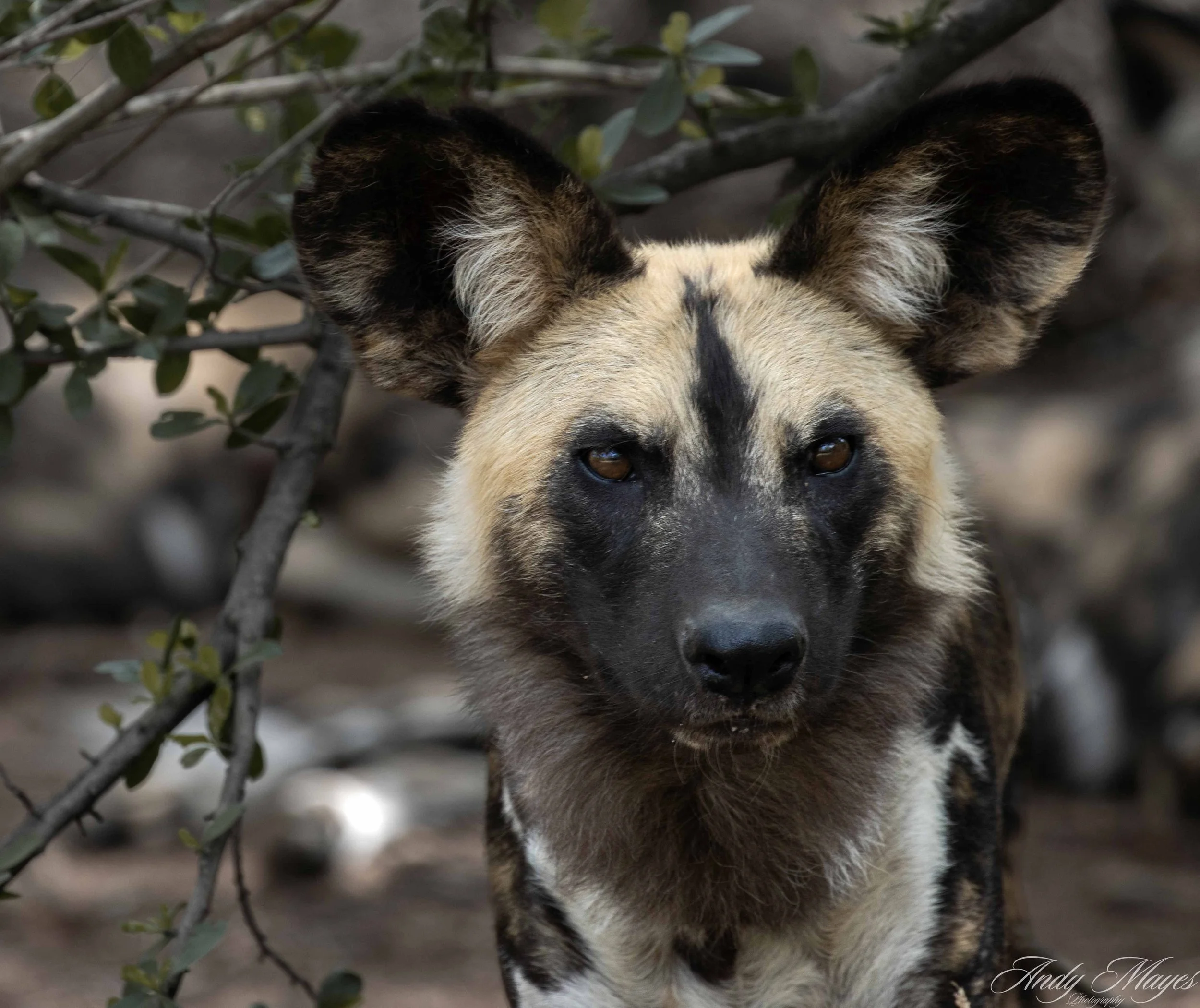 De Wildt - 2025-11-02 (283) pp (na).jpg