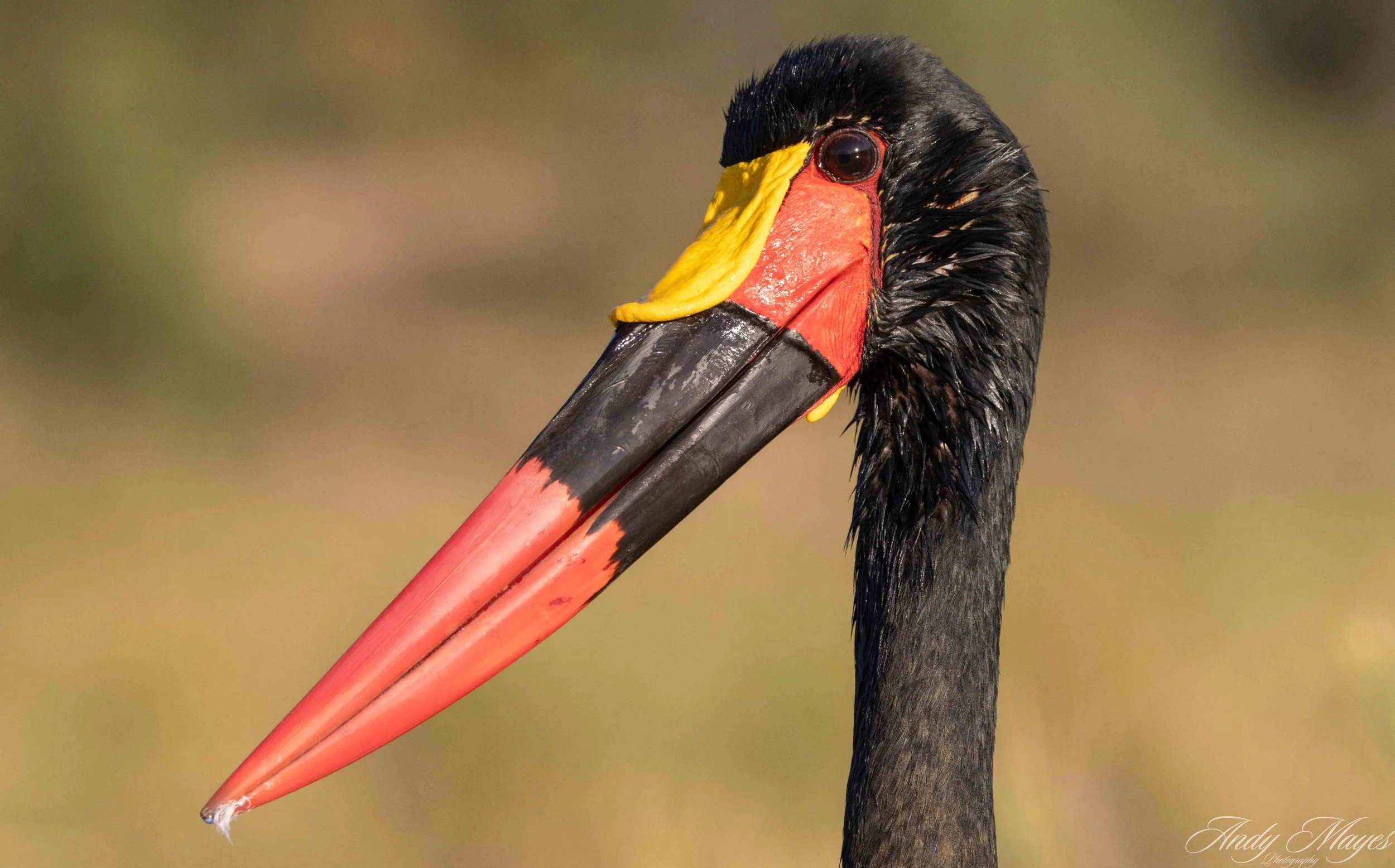 Kruger Park - 2025-06-02 (321) pp (na).jpg