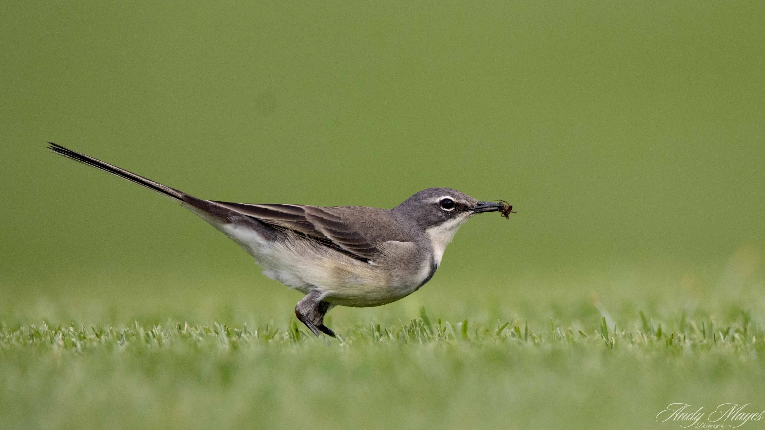Walter Sisulu Botanical Gardens - 2025-03-20 (1212) pp (na).jpg