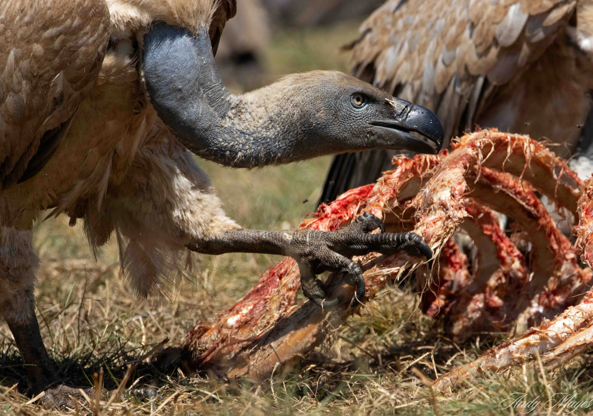 Rhino and Lion Park - 2025-10-16 (565) pp (na).jpg
