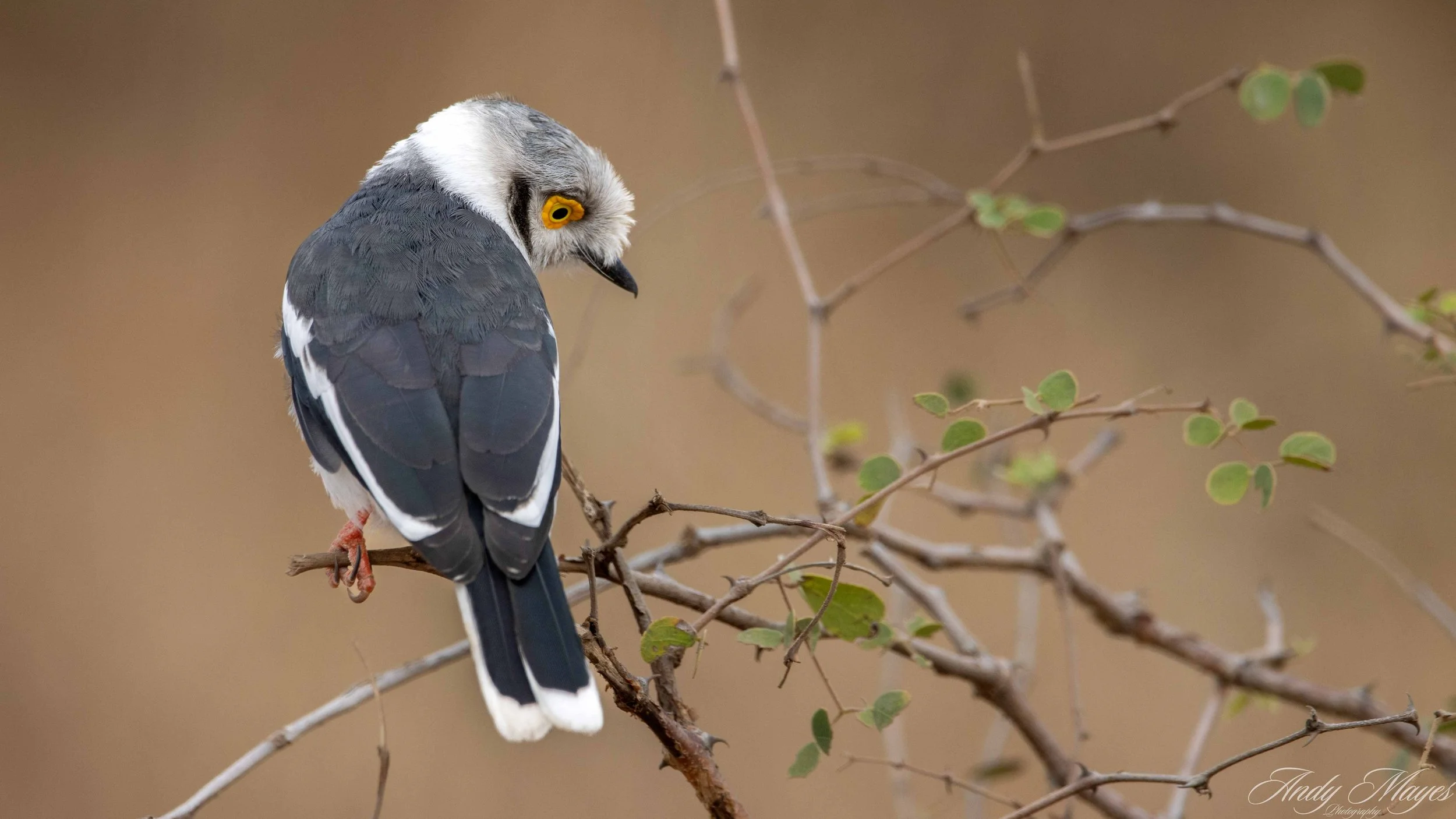 Kruger Park - 2025-05-05 (45) pp (na).jpg