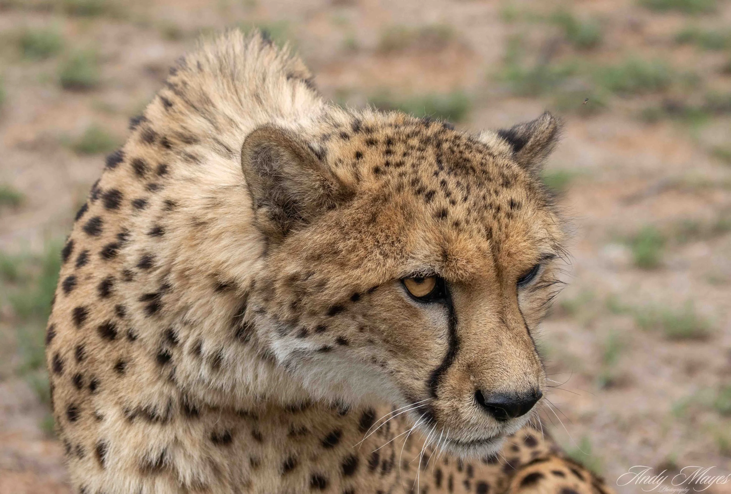 De Wildt - 2025-11-02 (623) pp (na).jpg