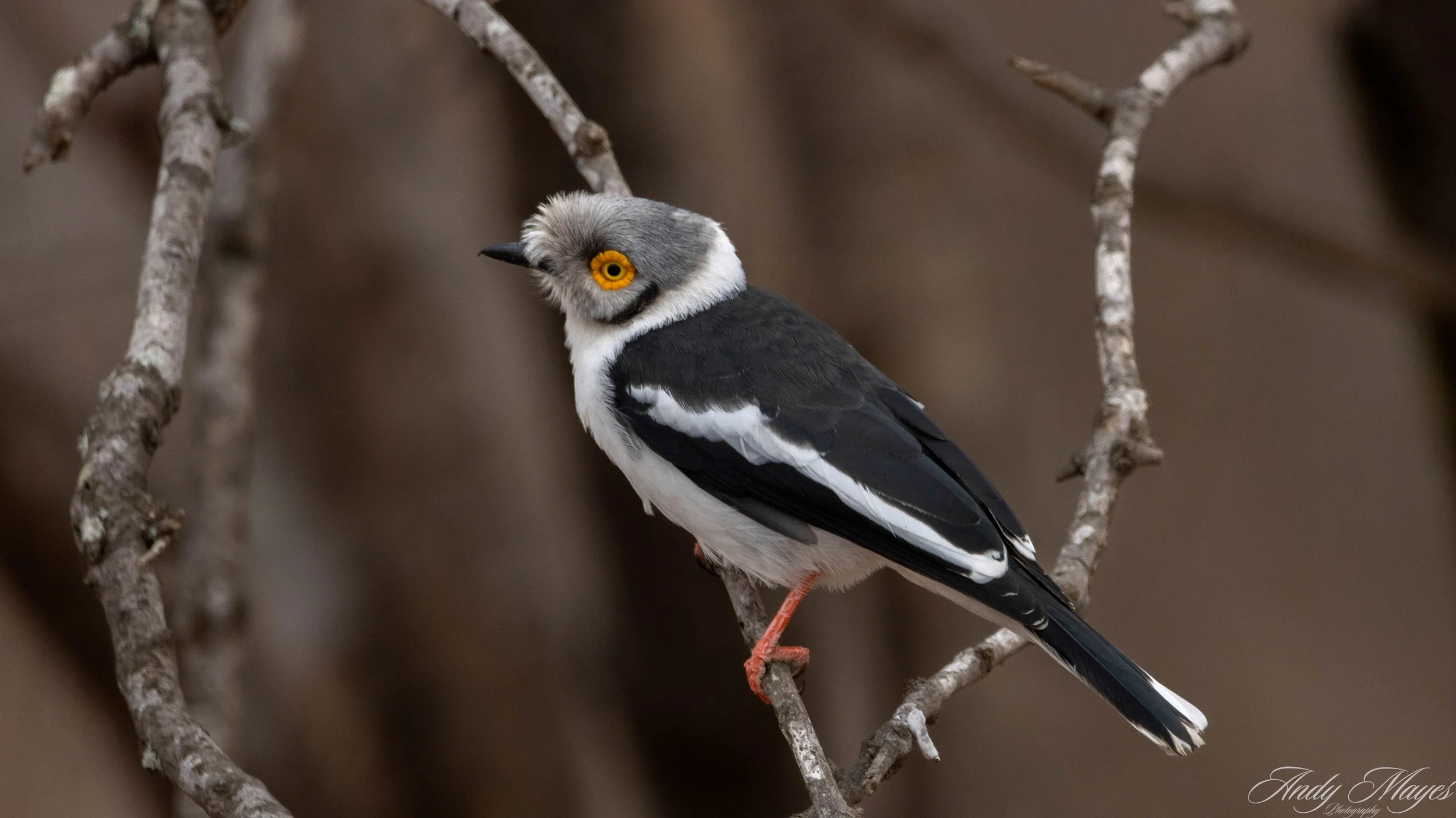 Kruger Park - 2025-05-05 (35) pp (na).jpg