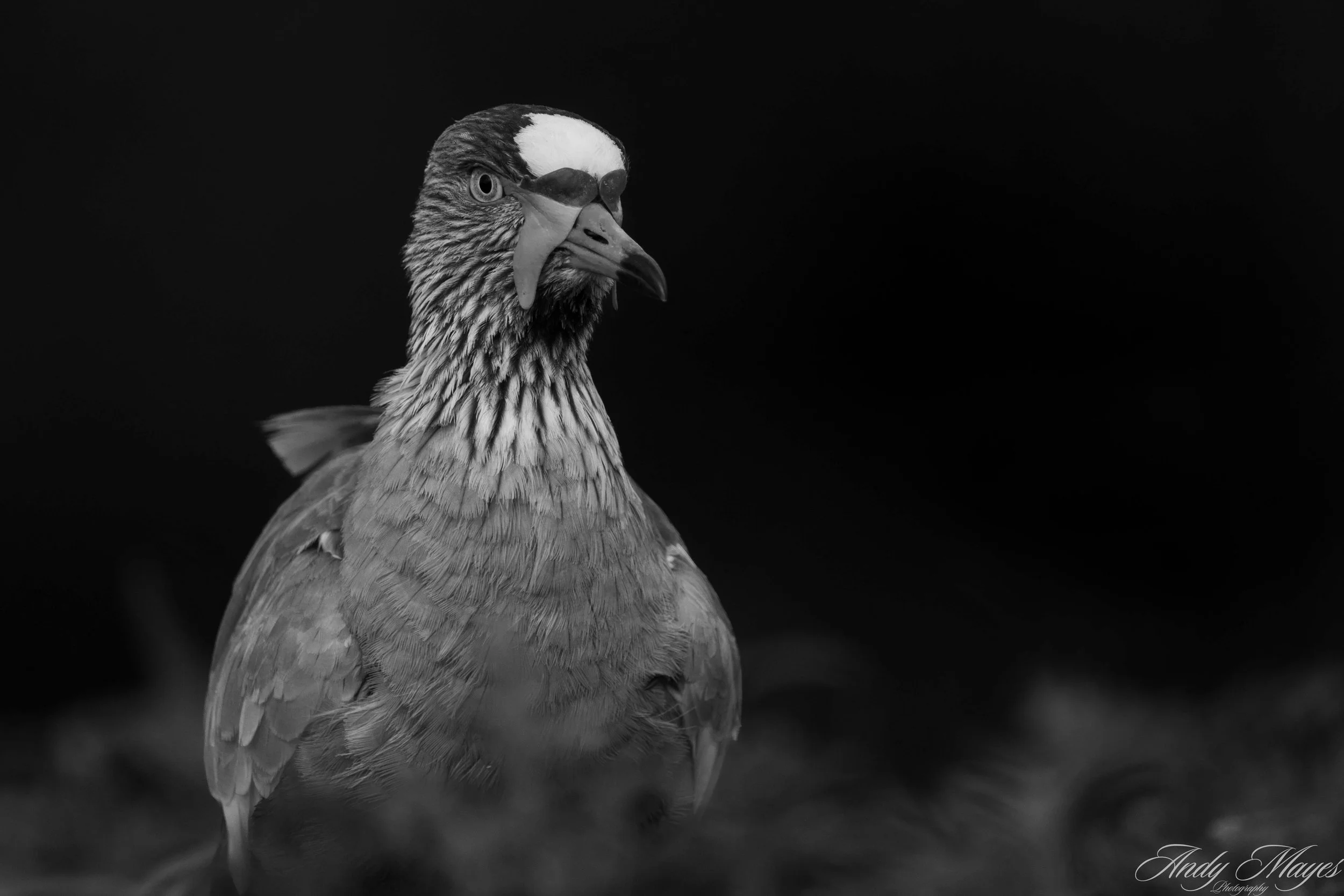 Rhino and Lion Park - 2025-01-04 (69) pp (bw).jpg
