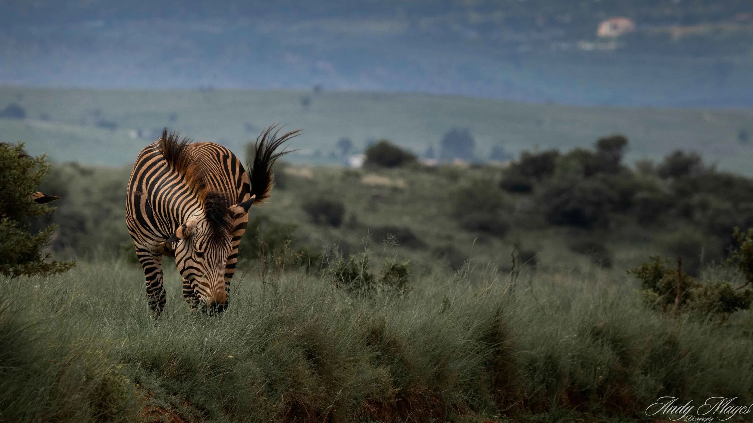 Rhino and Lion Park - 2025-01-04 (179) pp (pi2).jpg
