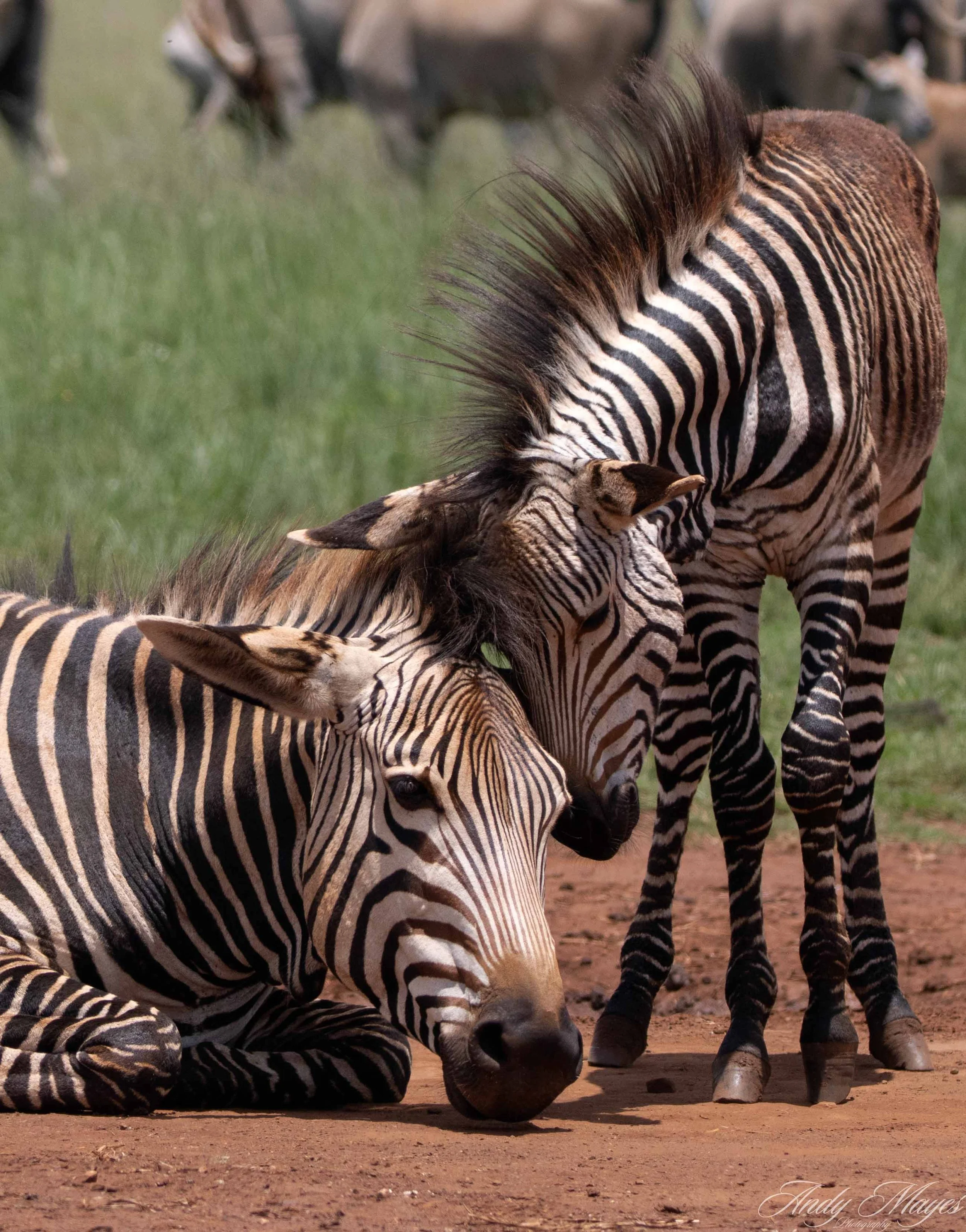 Rhino and Lion Park - 2025-12-20 (555) pp (na).jpg