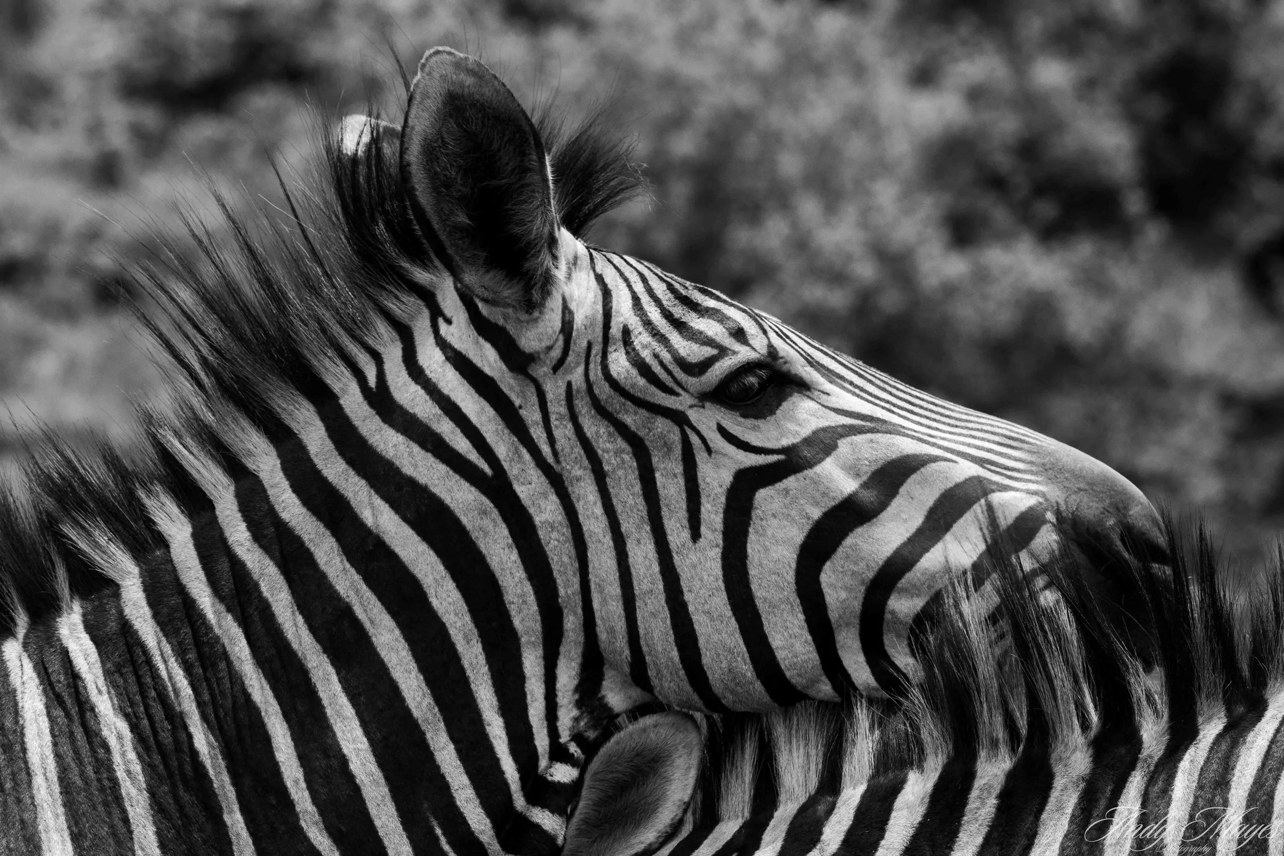 Rhino and Lion Park - 2025-01-04 (718) pp (bw).jpg