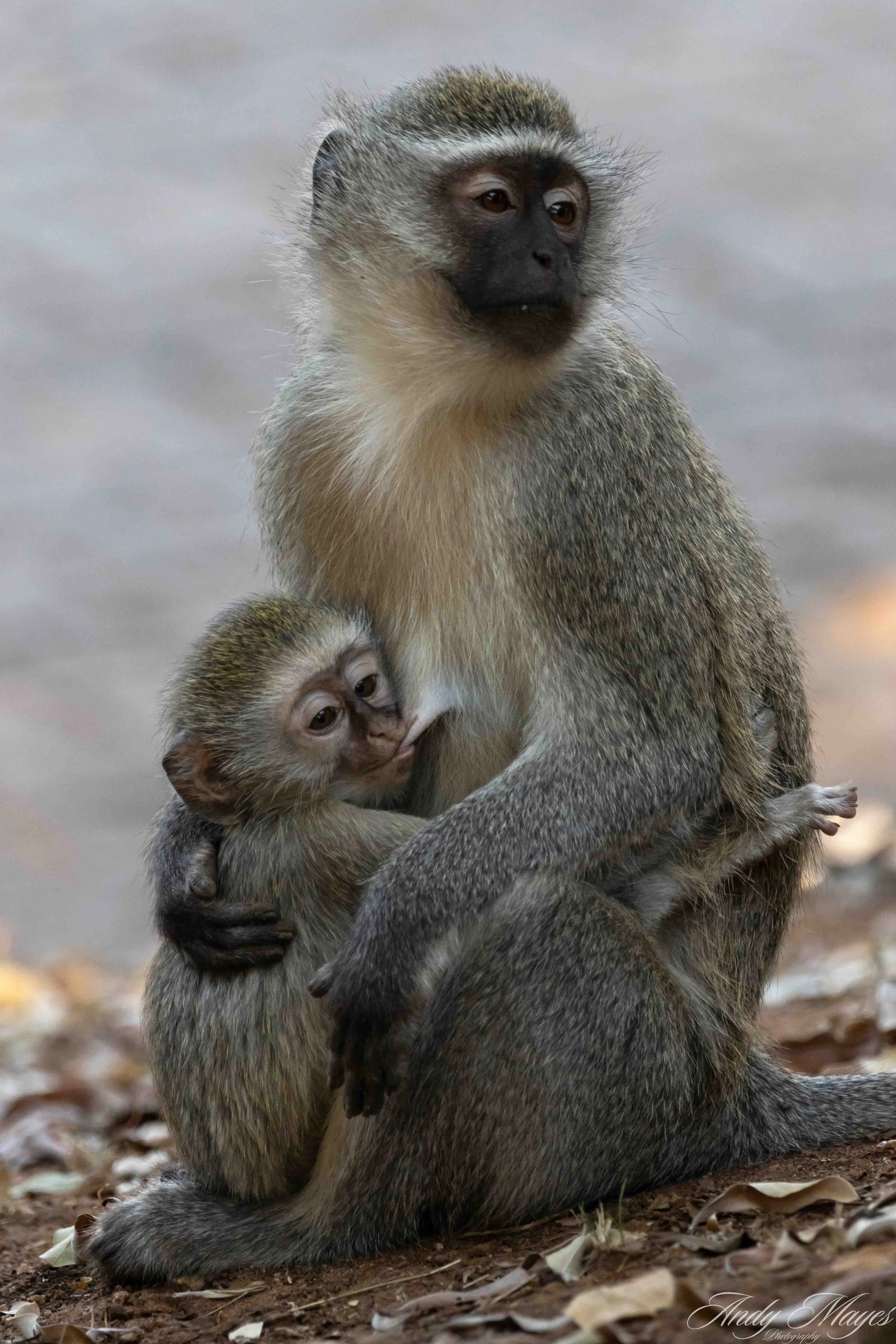 Kruger Park - 2025-06-01 (597) pp (pi).jpg