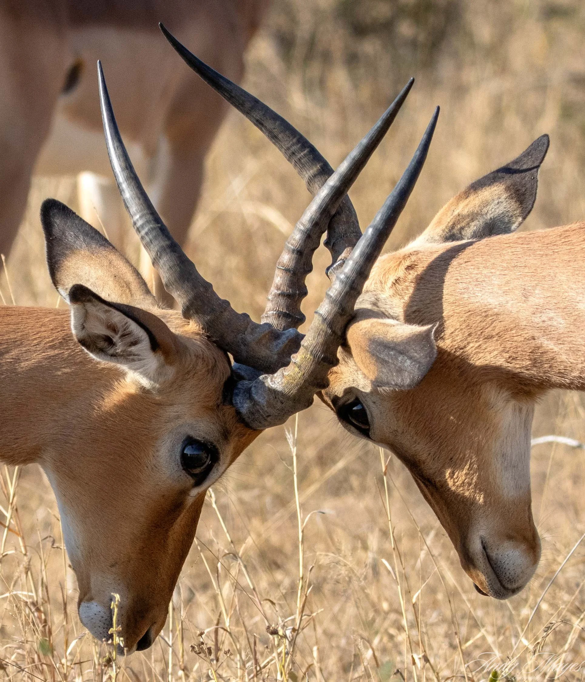Kruger PArk - 2025-07-04 (517) pp (na).jpg