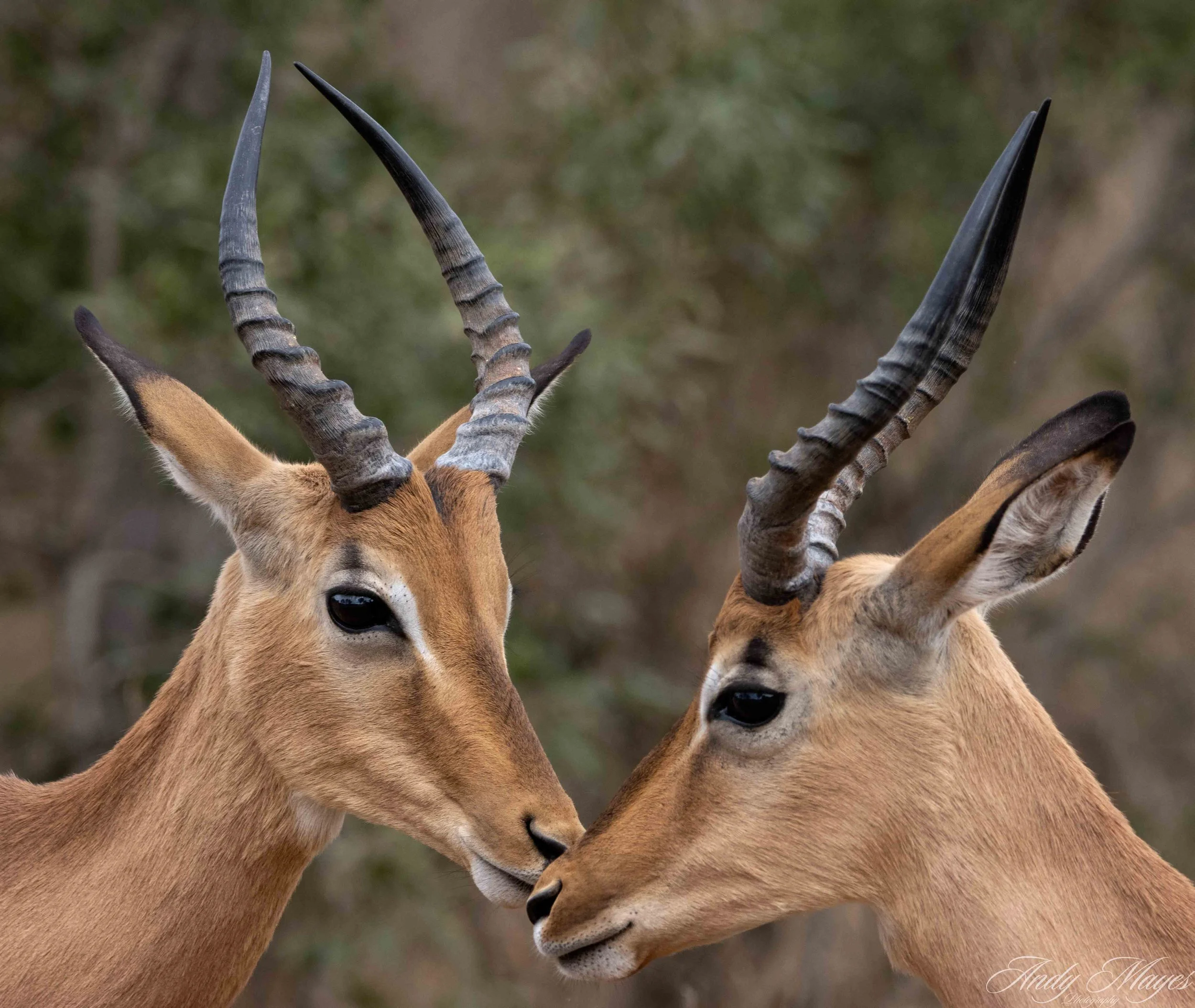 Kruger Park - 2025-05-05 (3) pp (na).jpg