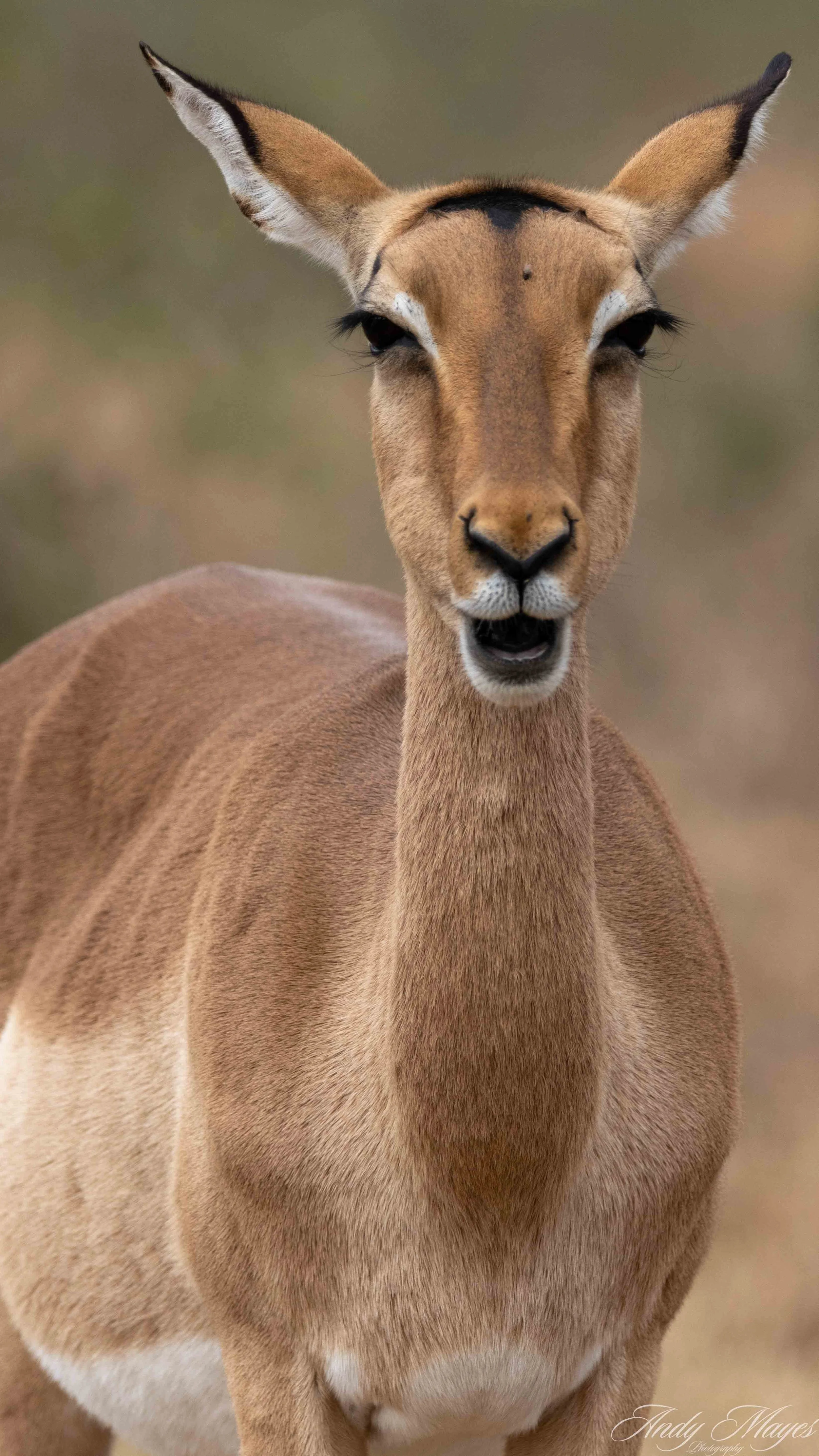 Kruger Park - 2025-05-05 (295) pp (na).jpg