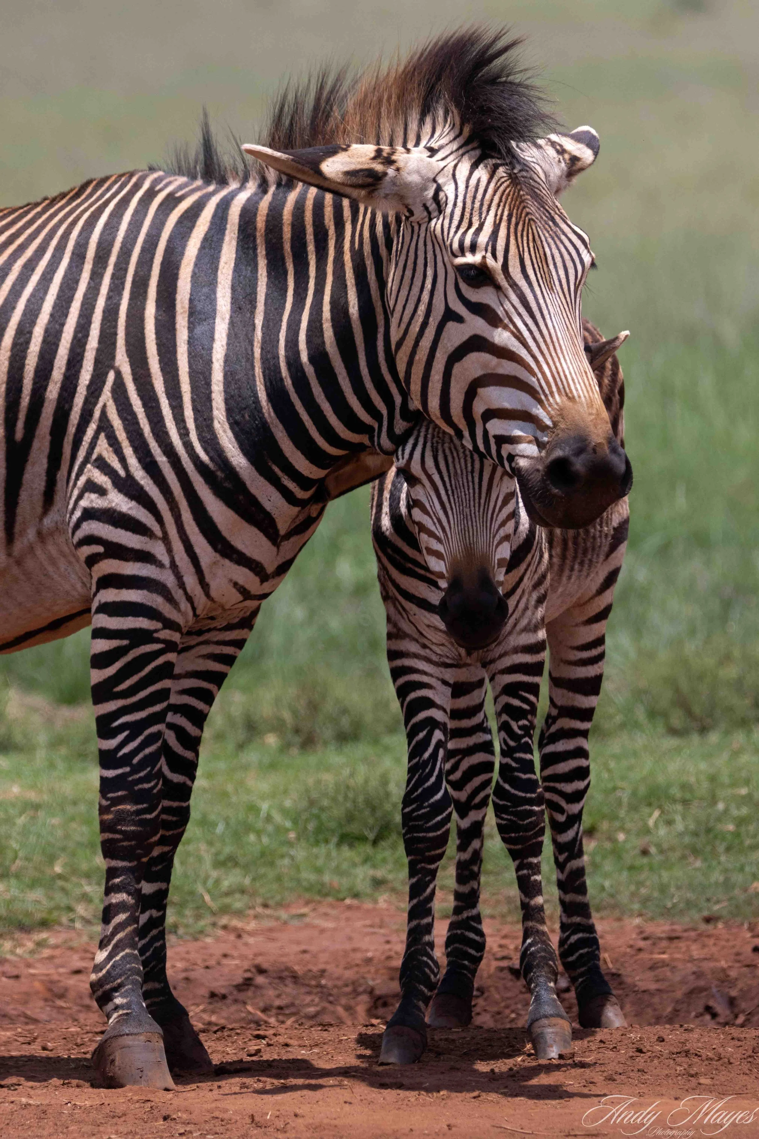 Rhino and Lion Park - 2025-12-20 (447) pp (na).jpg