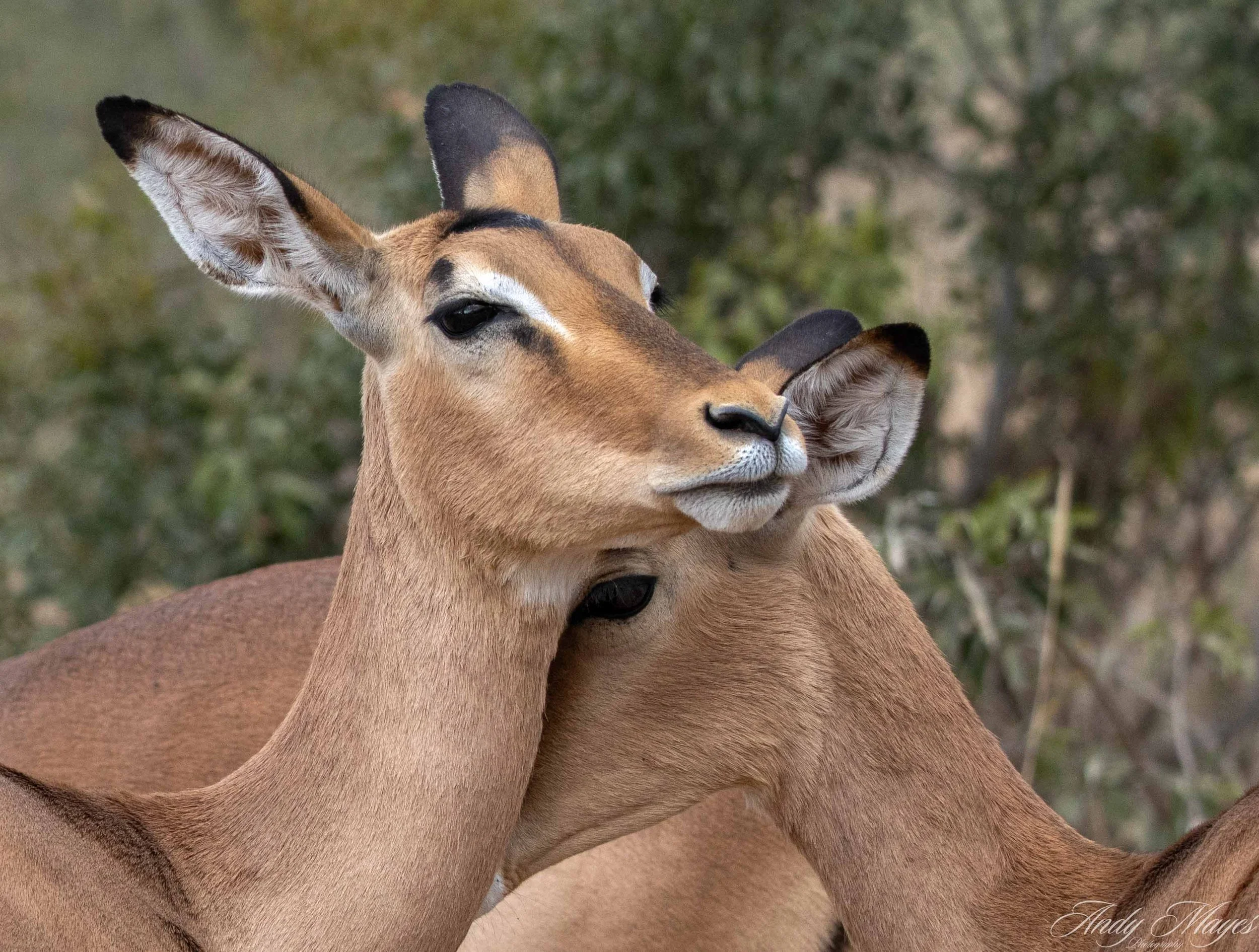 Kruger Park - 2025-05-05 (335) pp (na).jpg