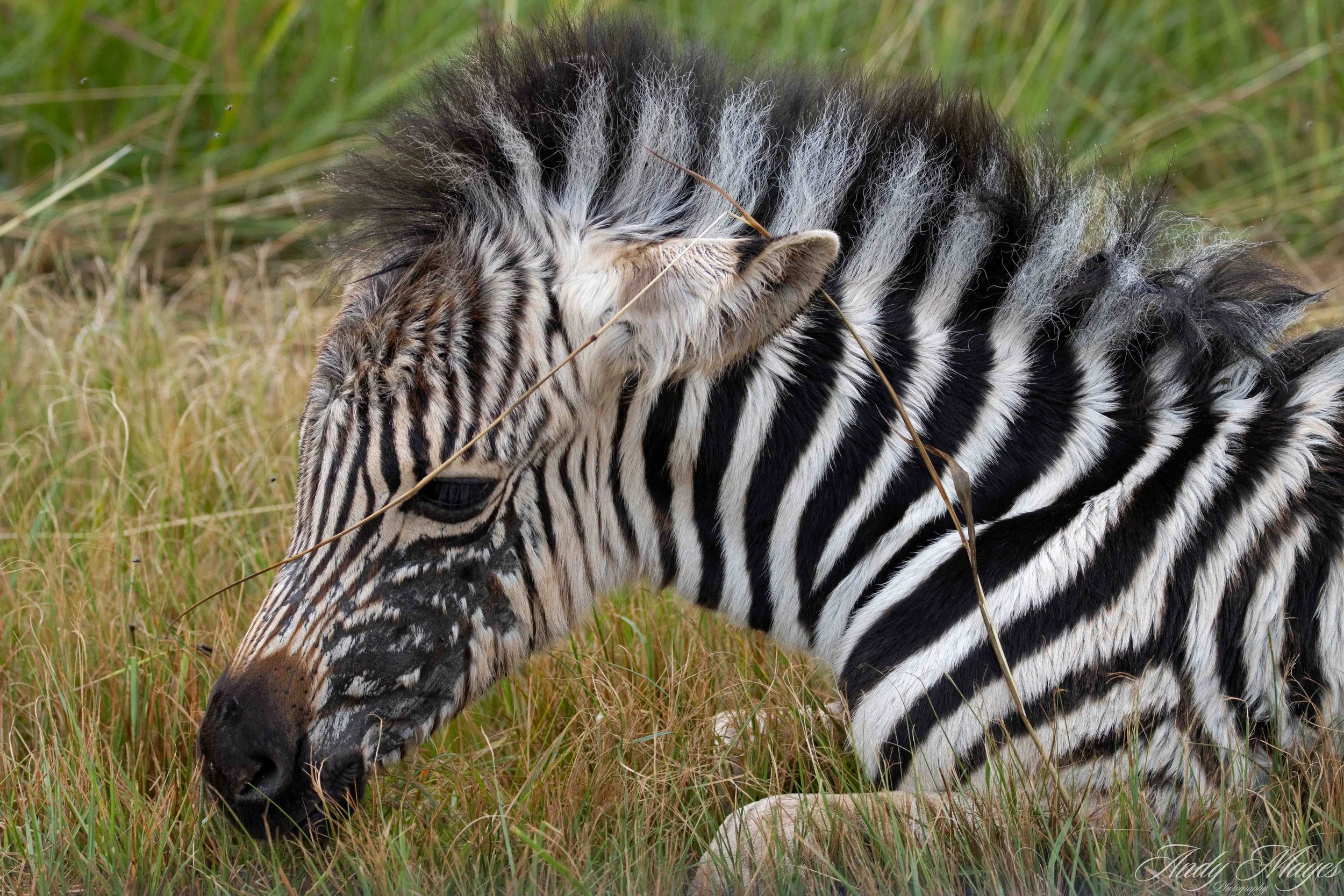 Rietvlei - 2025-03-07 (247) pp (na).jpg