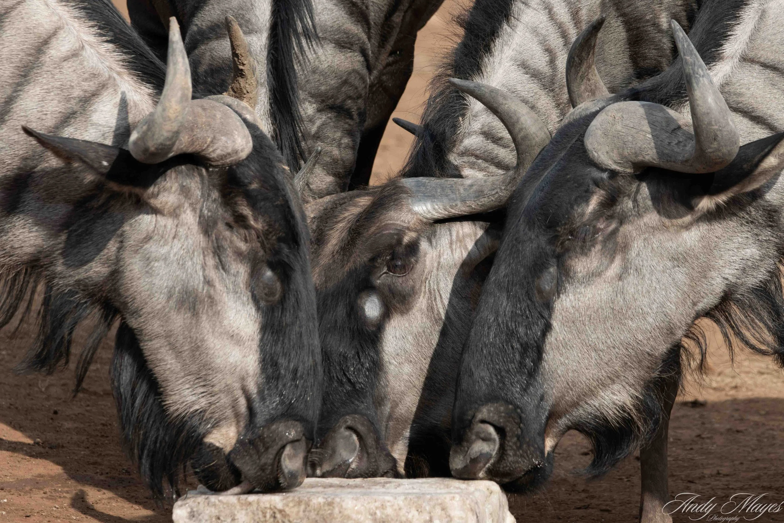 Pilanesberg - 2025-02-02 (325) pp (pi).jpg