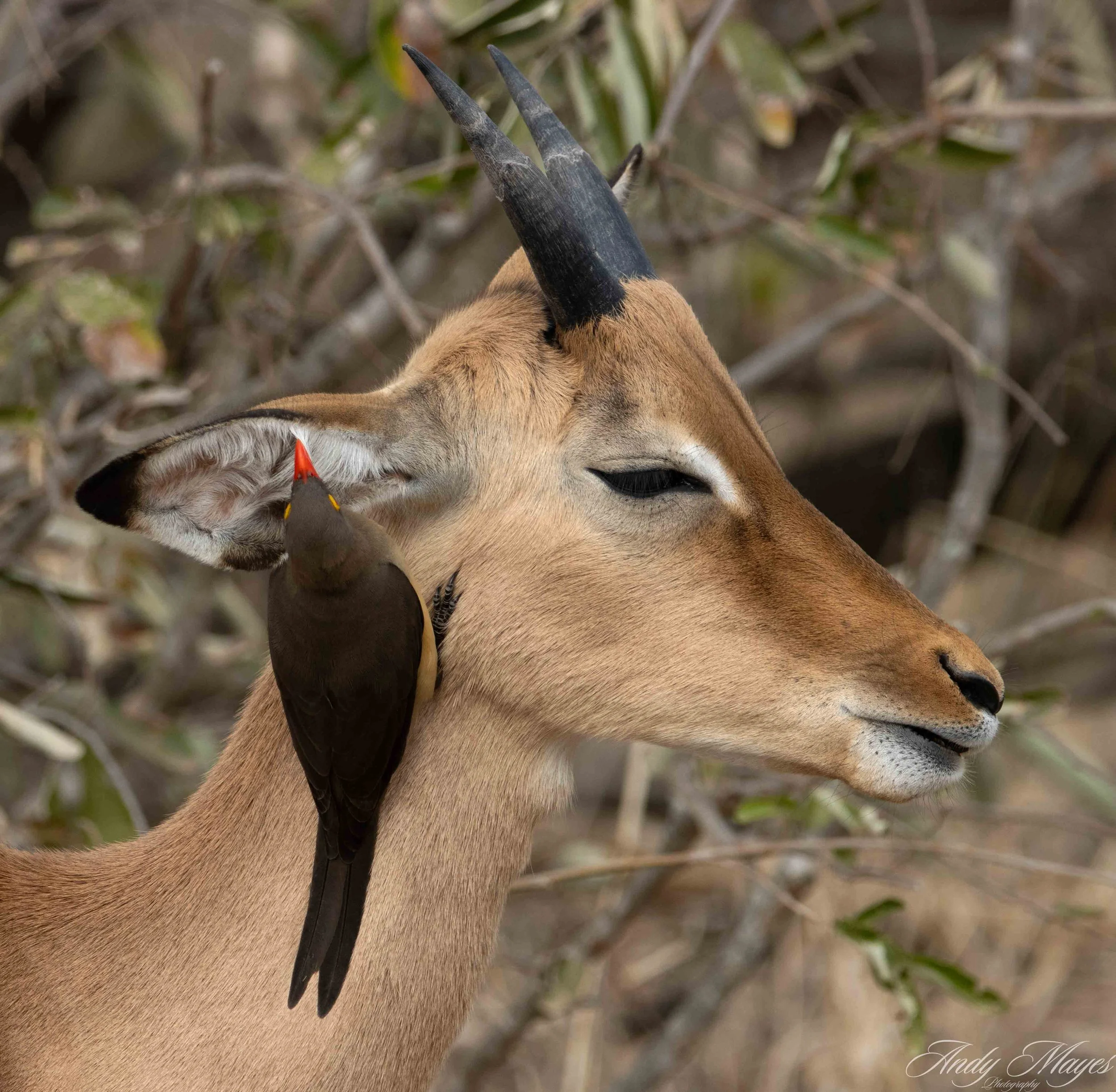 Kruger Park - 2025-05-05 (219) pp (na).jpg