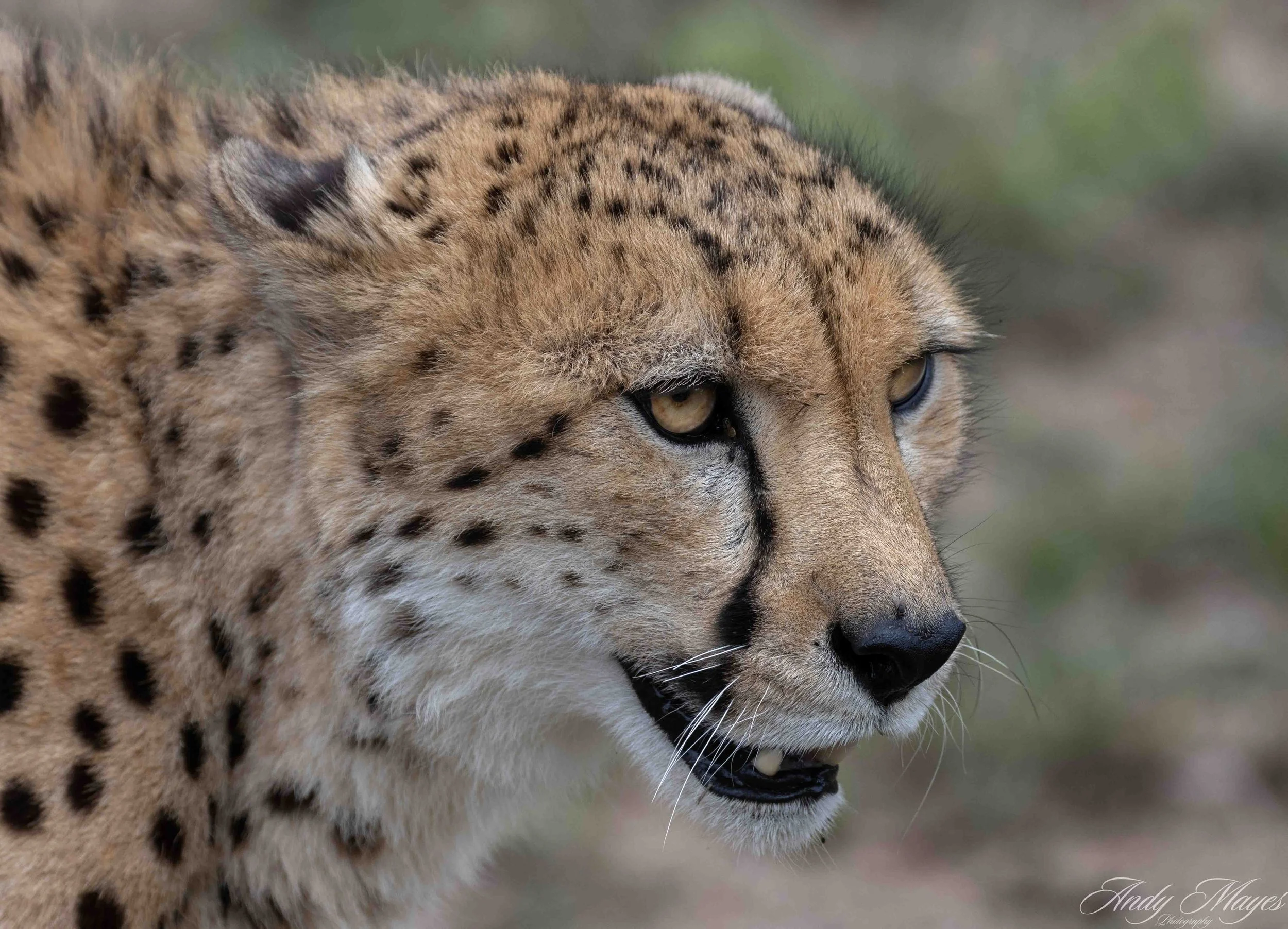 De Wildt - 2025-11-02 (592) pp (na).jpg