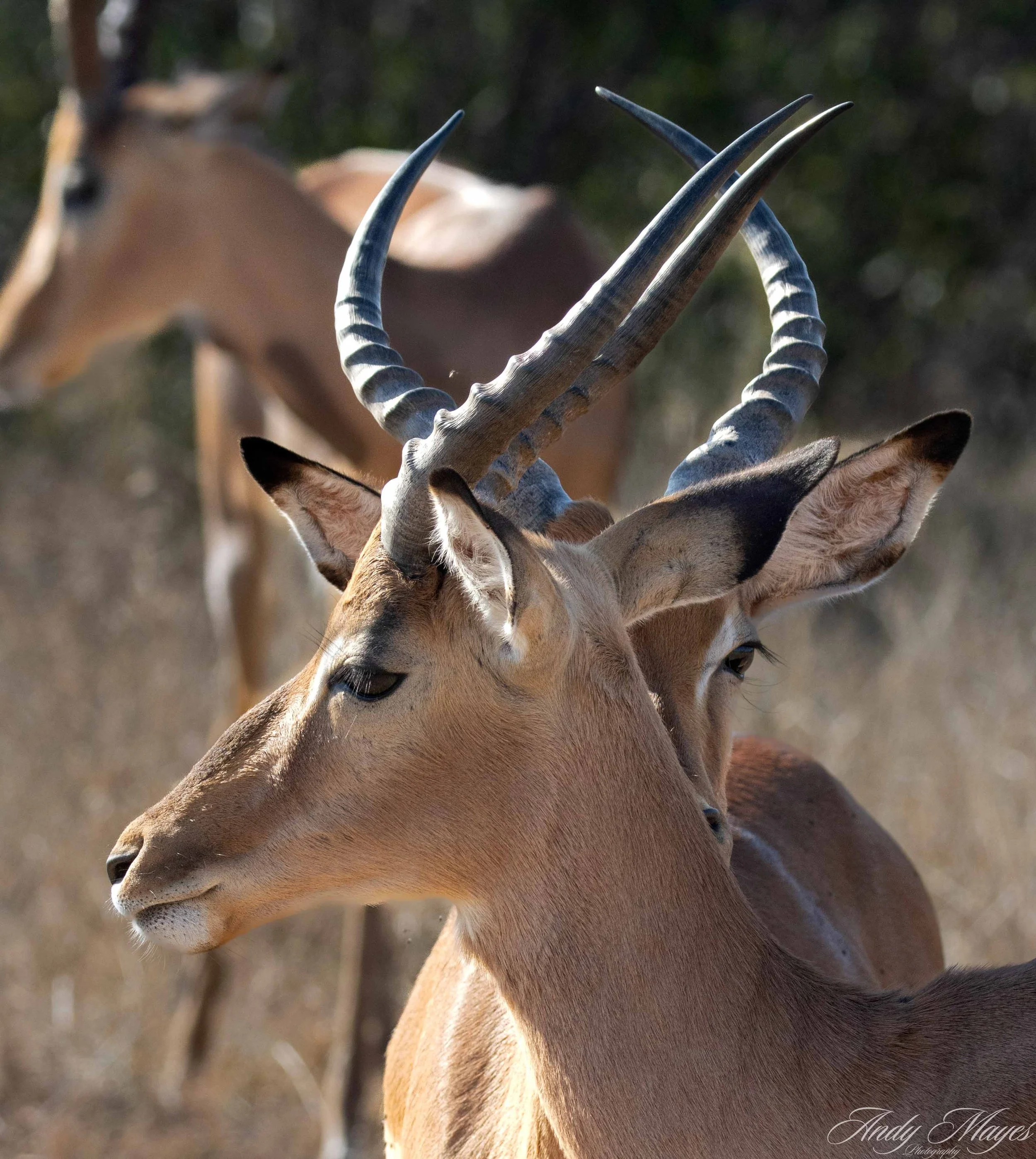 Kruger PArk - 2025-07-04 (501) pp (na).jpg