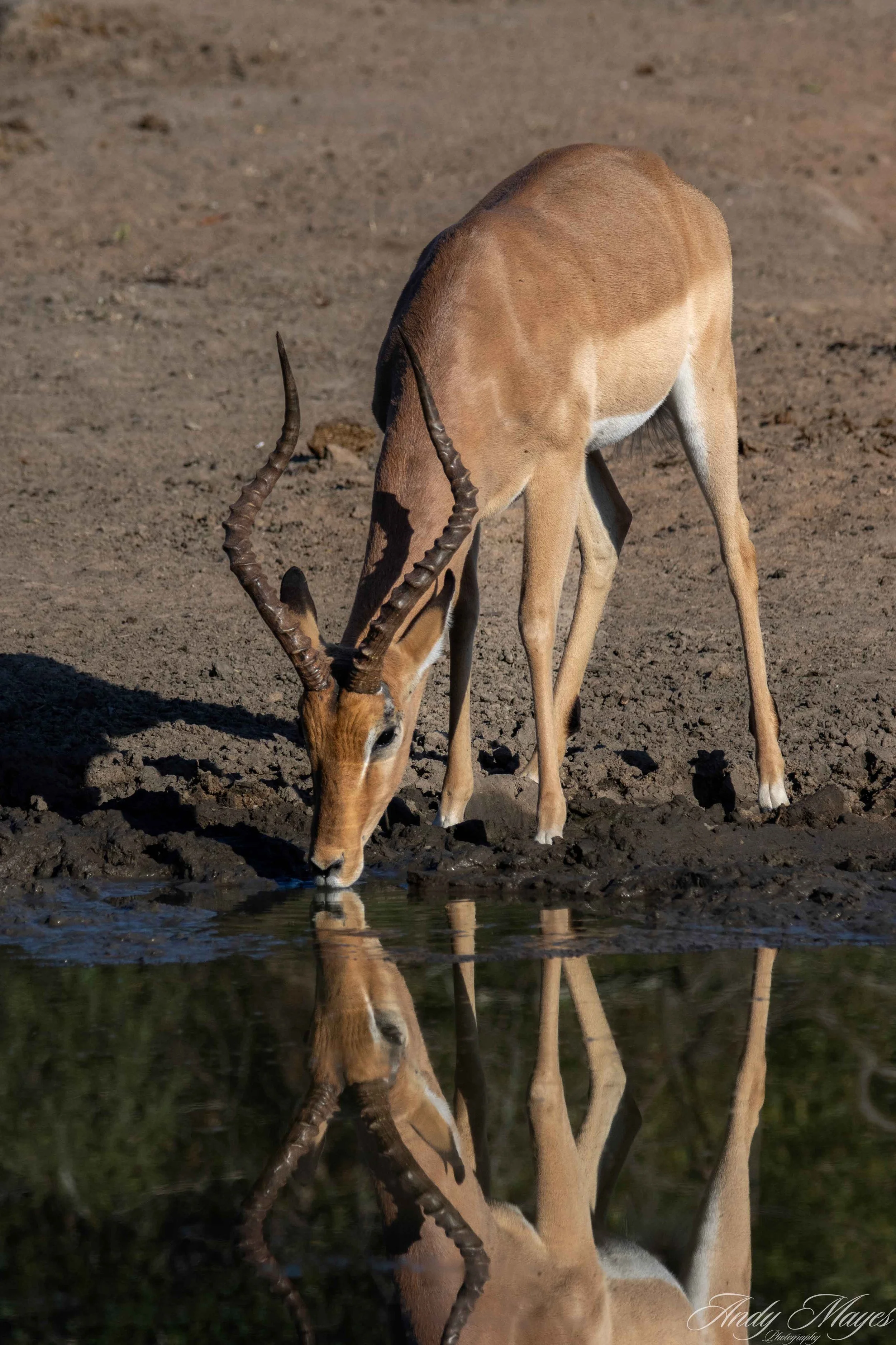 Kruger PArk - 2025-07-04 (369) pp (na).jpg