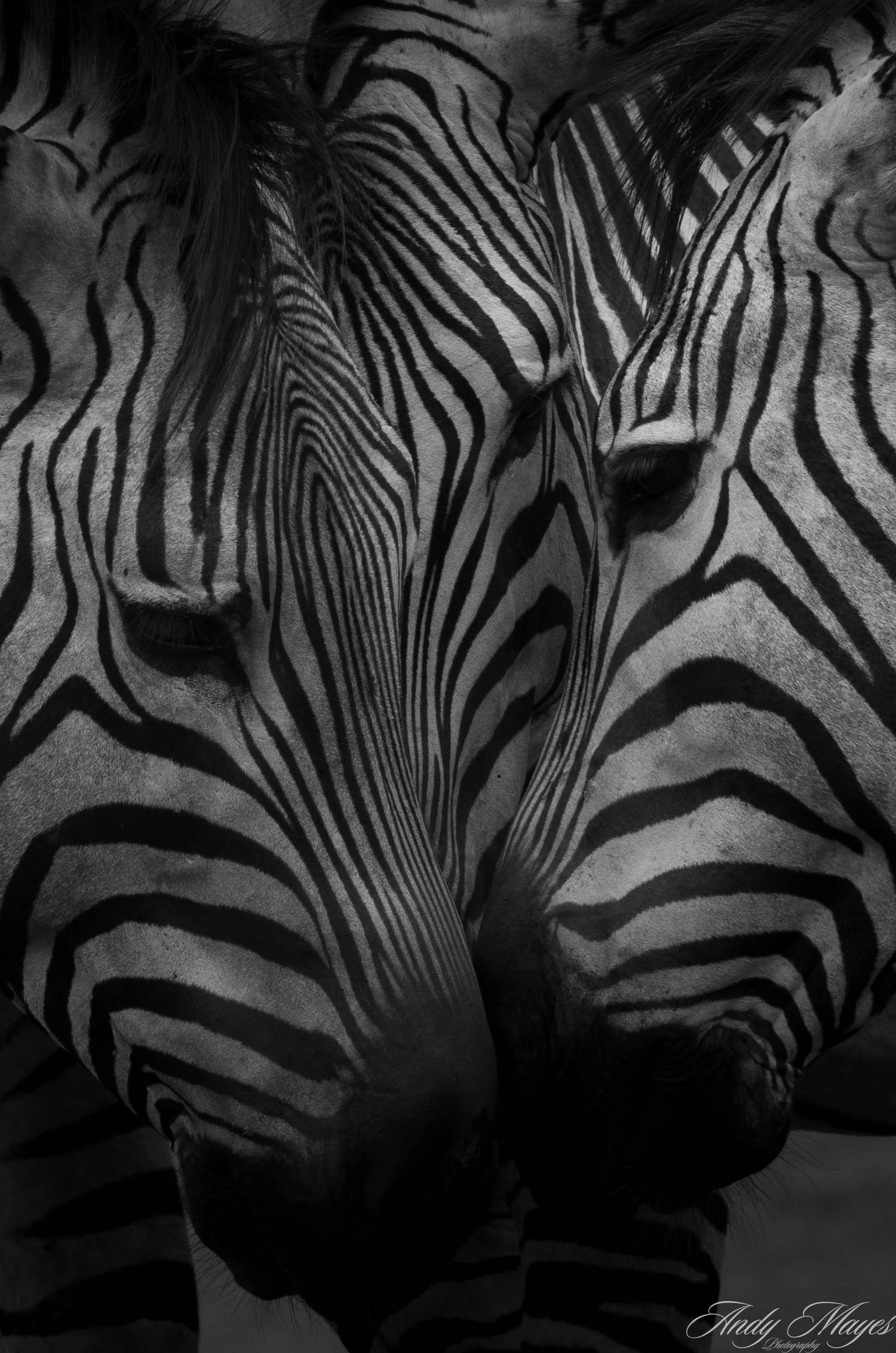 Rhino and Lion Park - 2025-01-04 (720) pp (bw).jpg