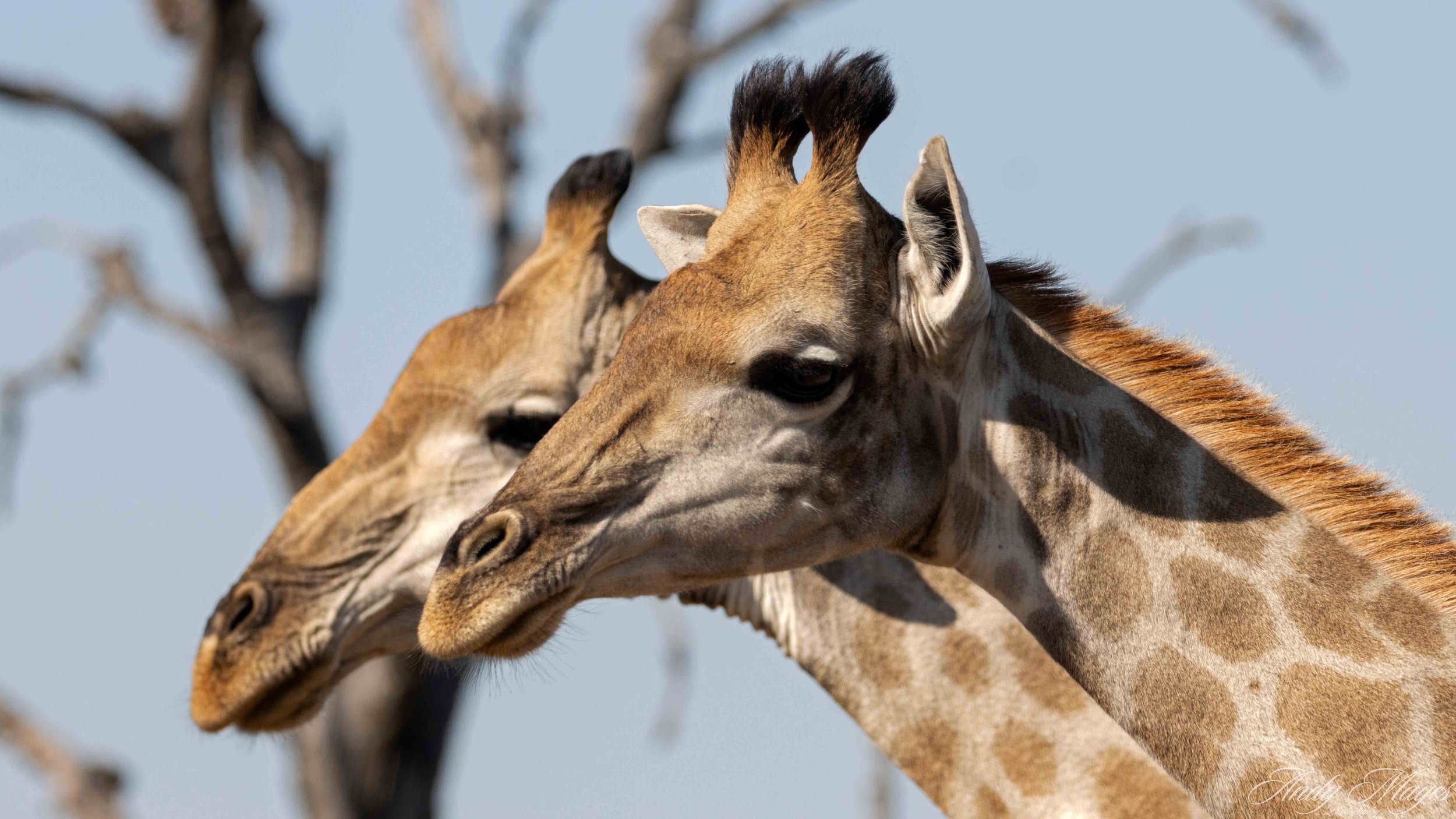 Kruger Park - 2025-06-03 (396) pp (na).jpg