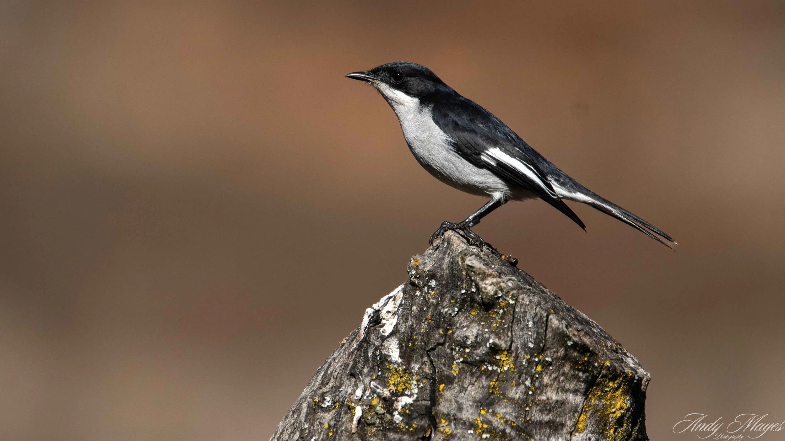 2025-06-20 (735) pp (na).jpg