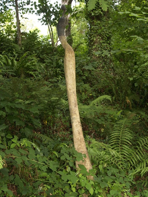 Tree Figure