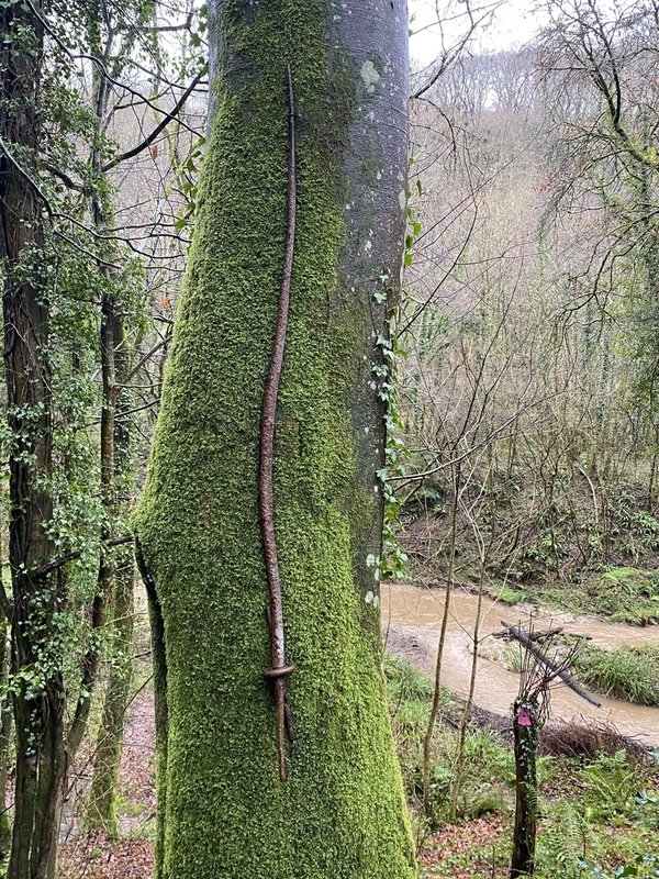 CAT 0053a - FALLIS, Abigail - Tree Climber.jpg