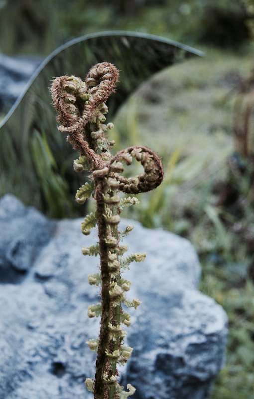 CAT 0331c - TRUSHINA, Margo - Rock Garden For Ritual Without The Myth.jpg