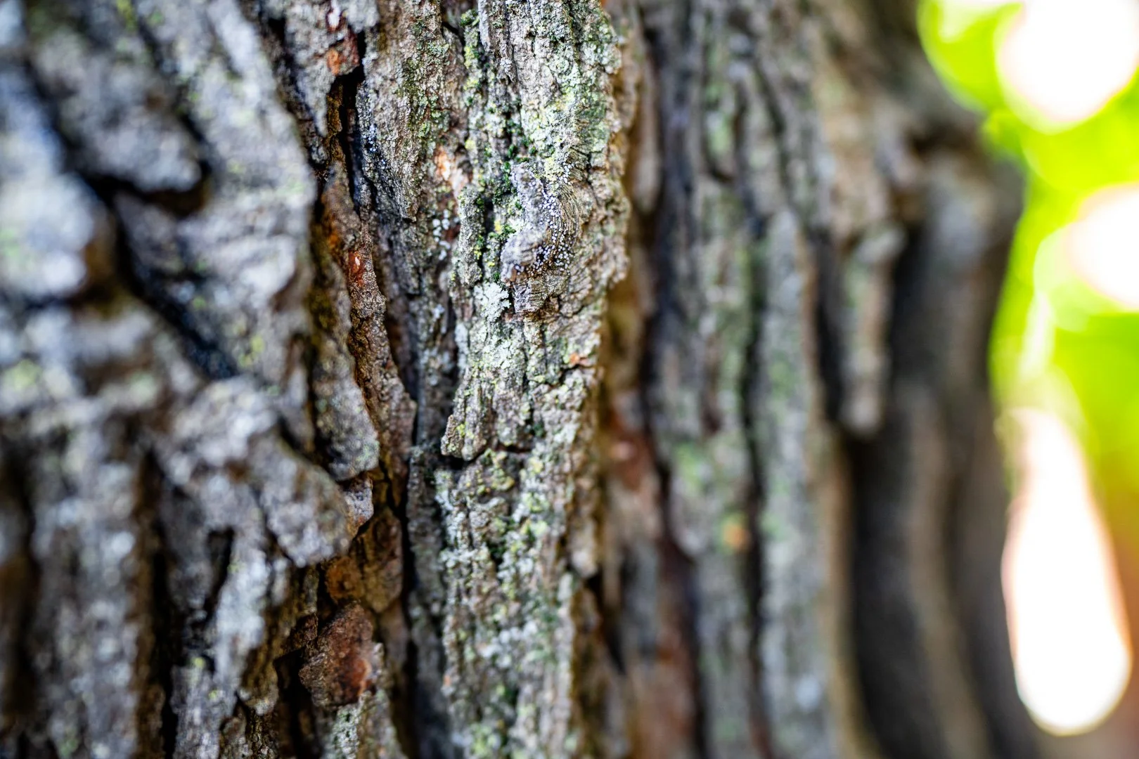 CTGA_MushroomWalk_080626_Keltner.jpg