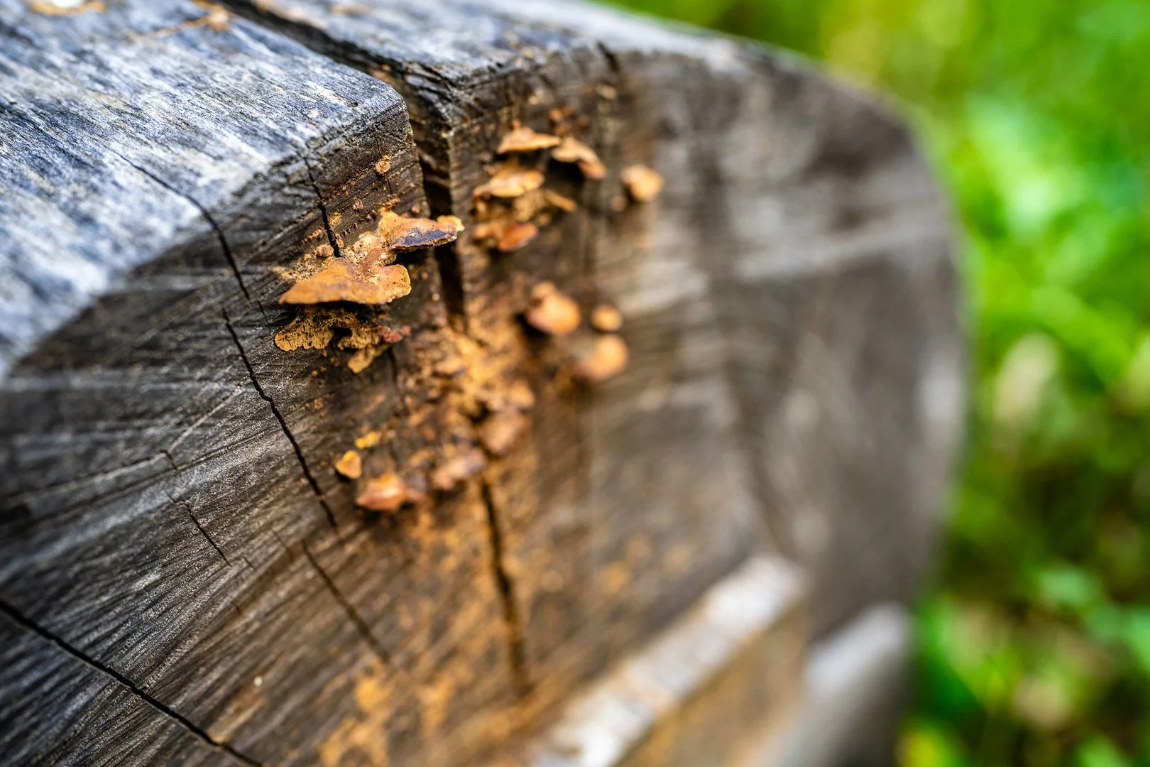 CTGA_MushroomWalk_080626_Keltner-34.jpg