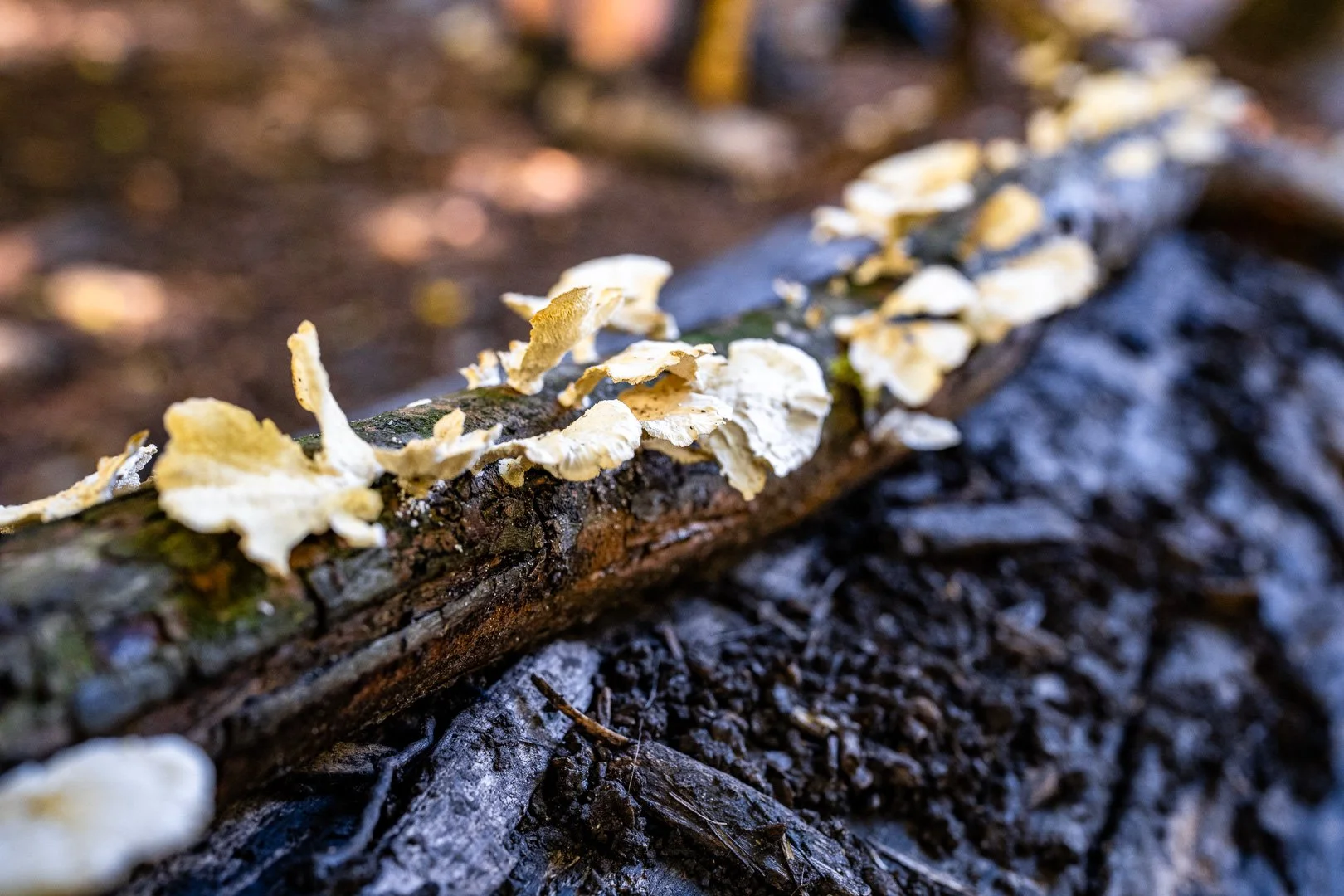 CTGA_MushroomWalk_080626_Keltner-33.jpg