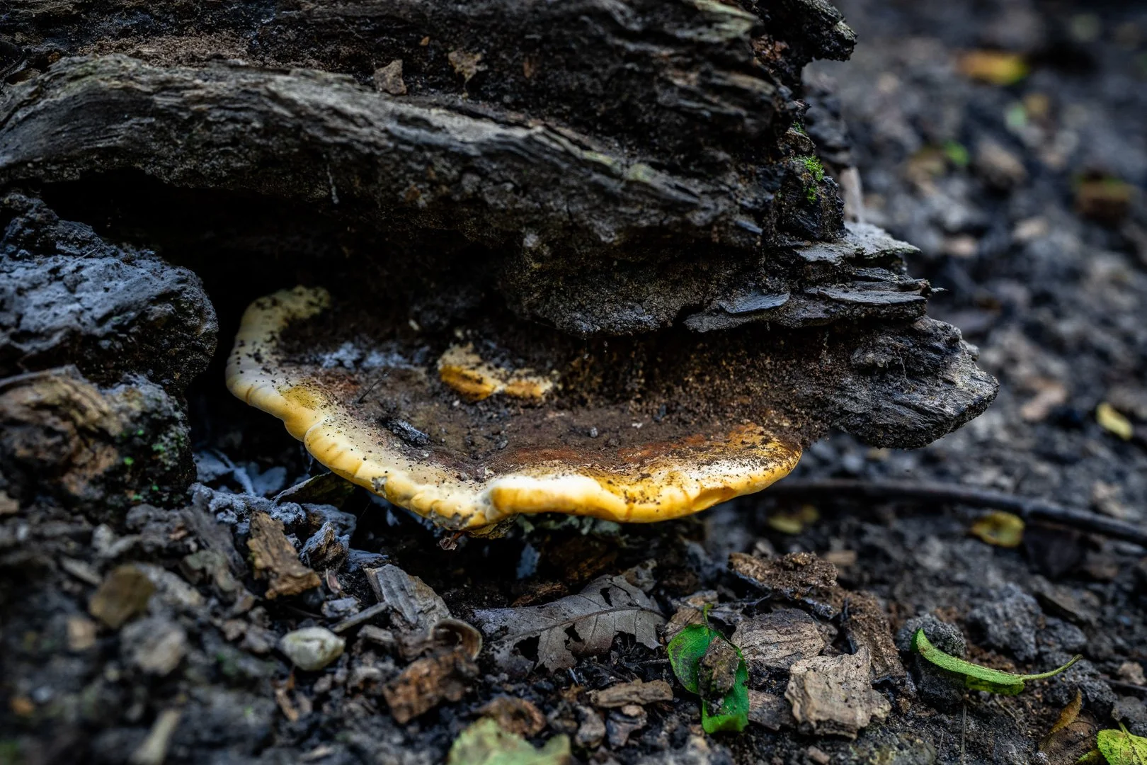 CTGA_MushroomWalk_080626_Keltner-45.jpg