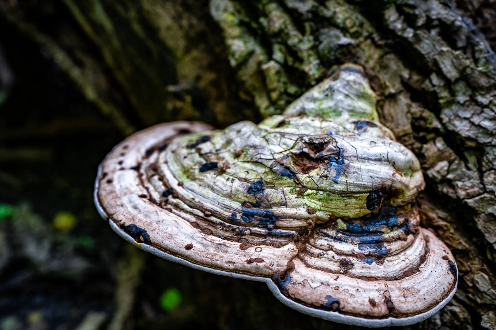 CTGA_MushroomWalk_080626_Keltner-44.jpg
