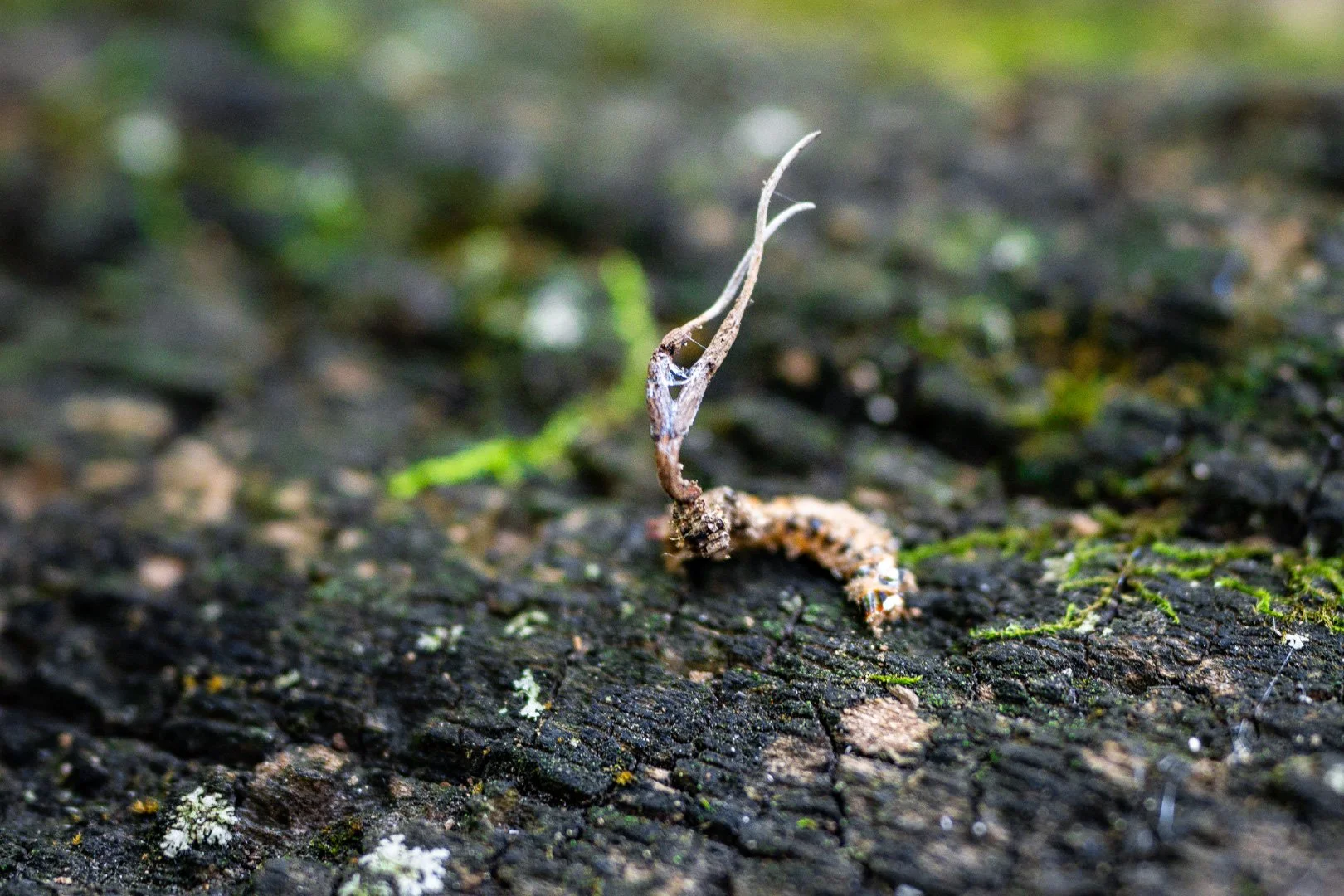 CTGA_MushroomWalk_080626_Keltner-66.jpg