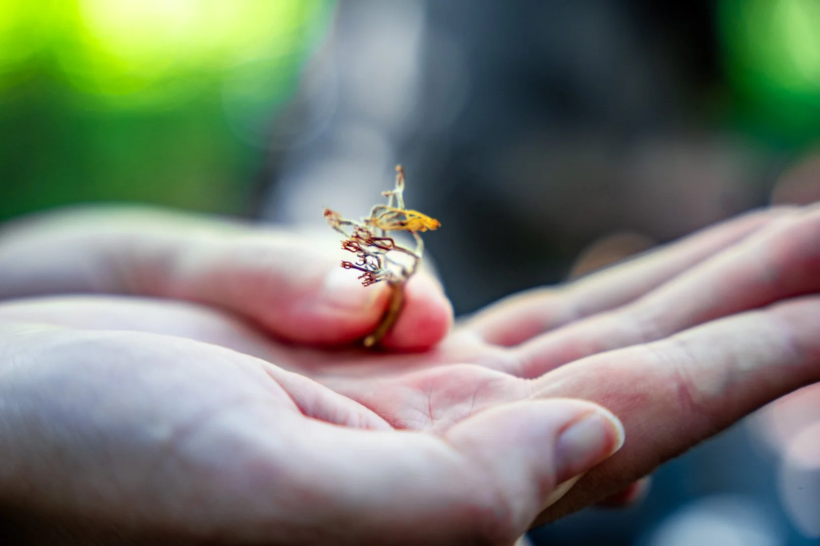 CTGA_MushroomWalk_080626_Keltner-67.jpg
