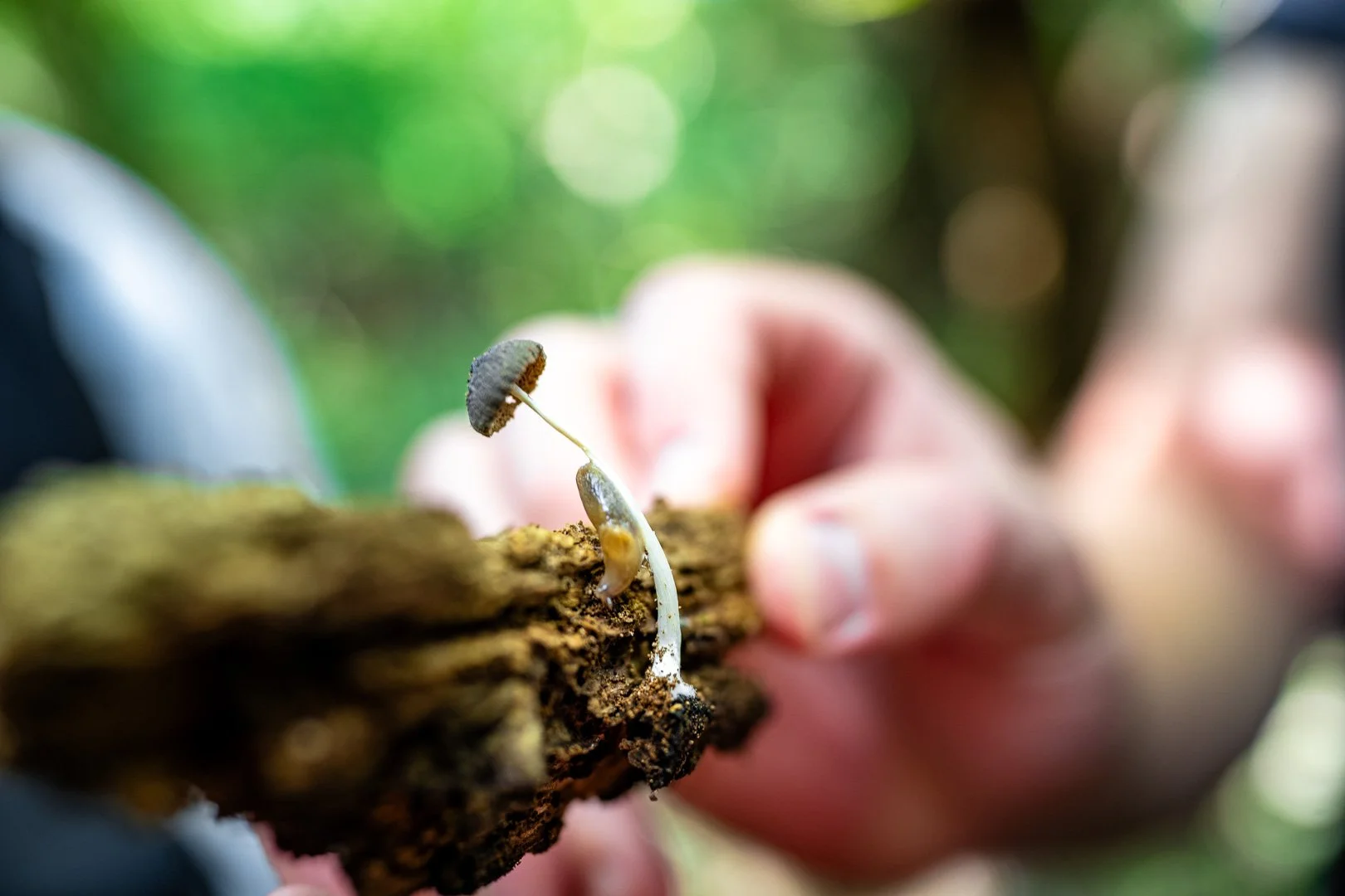 CTGA_MushroomWalk_080626_Keltner-62.jpg