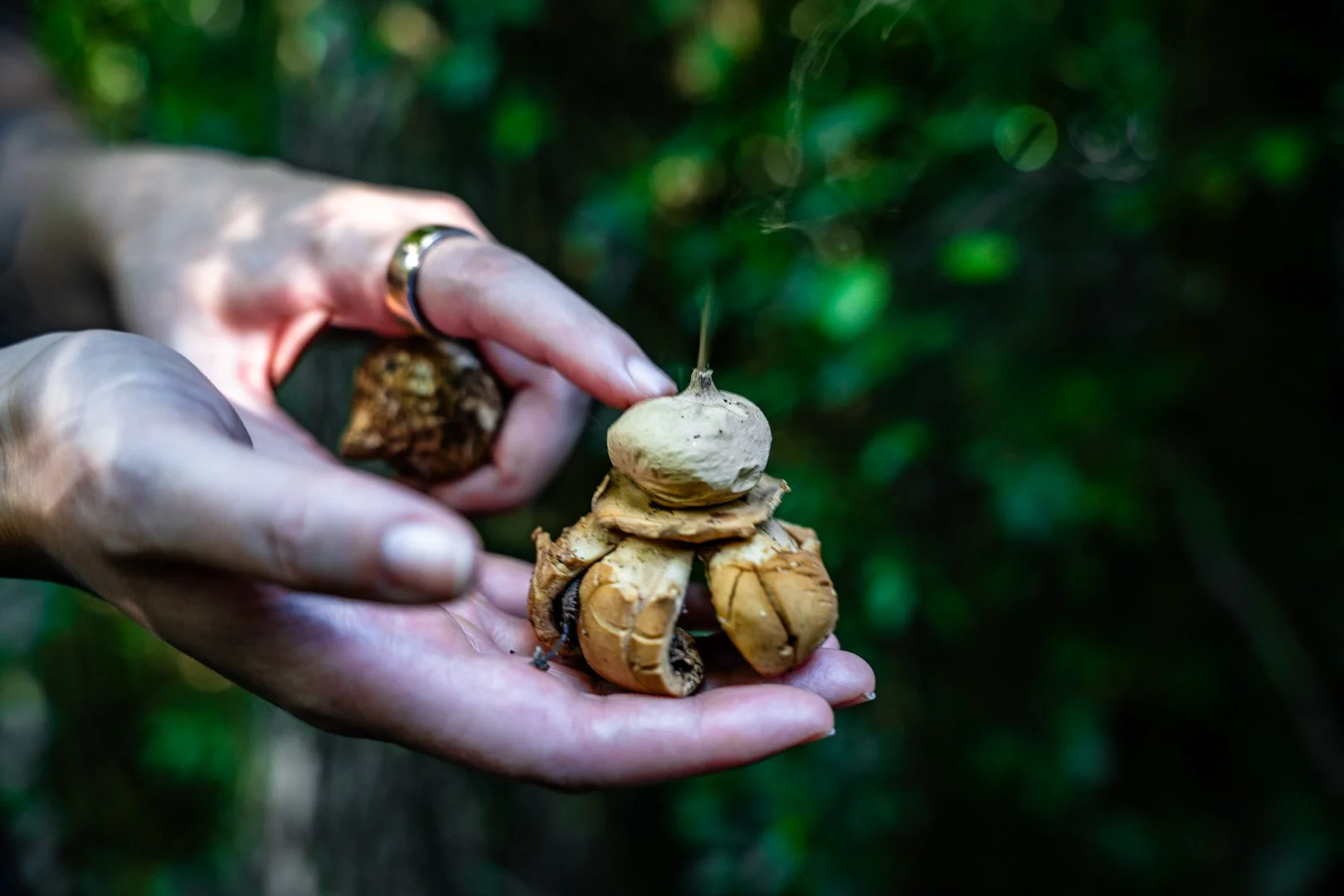 CTGA_MushroomWalk_080626_Keltner-73.jpg