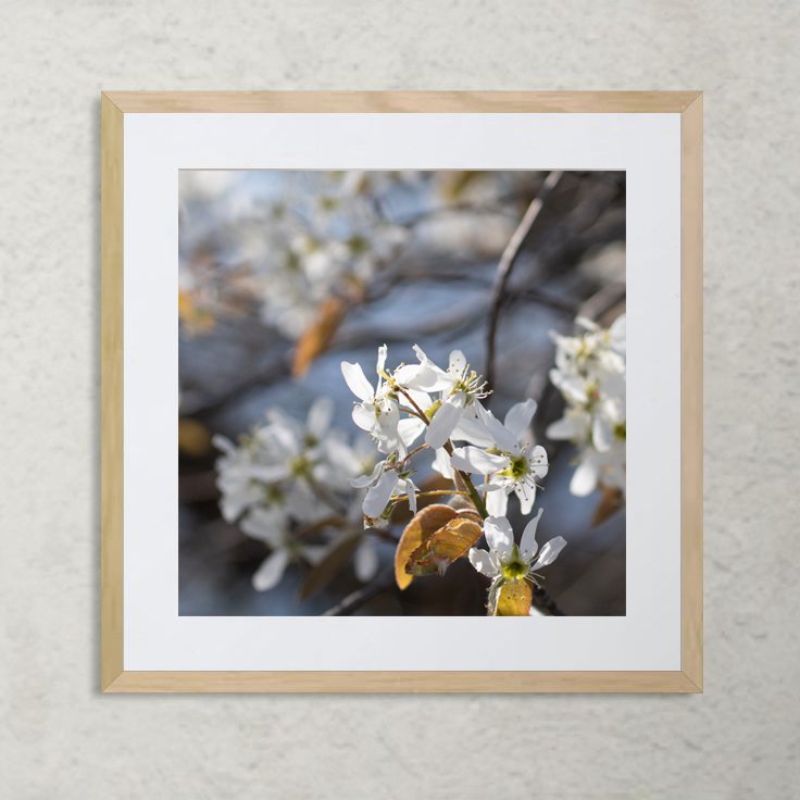macro photo of a common shadbush (amelanchier laevis)