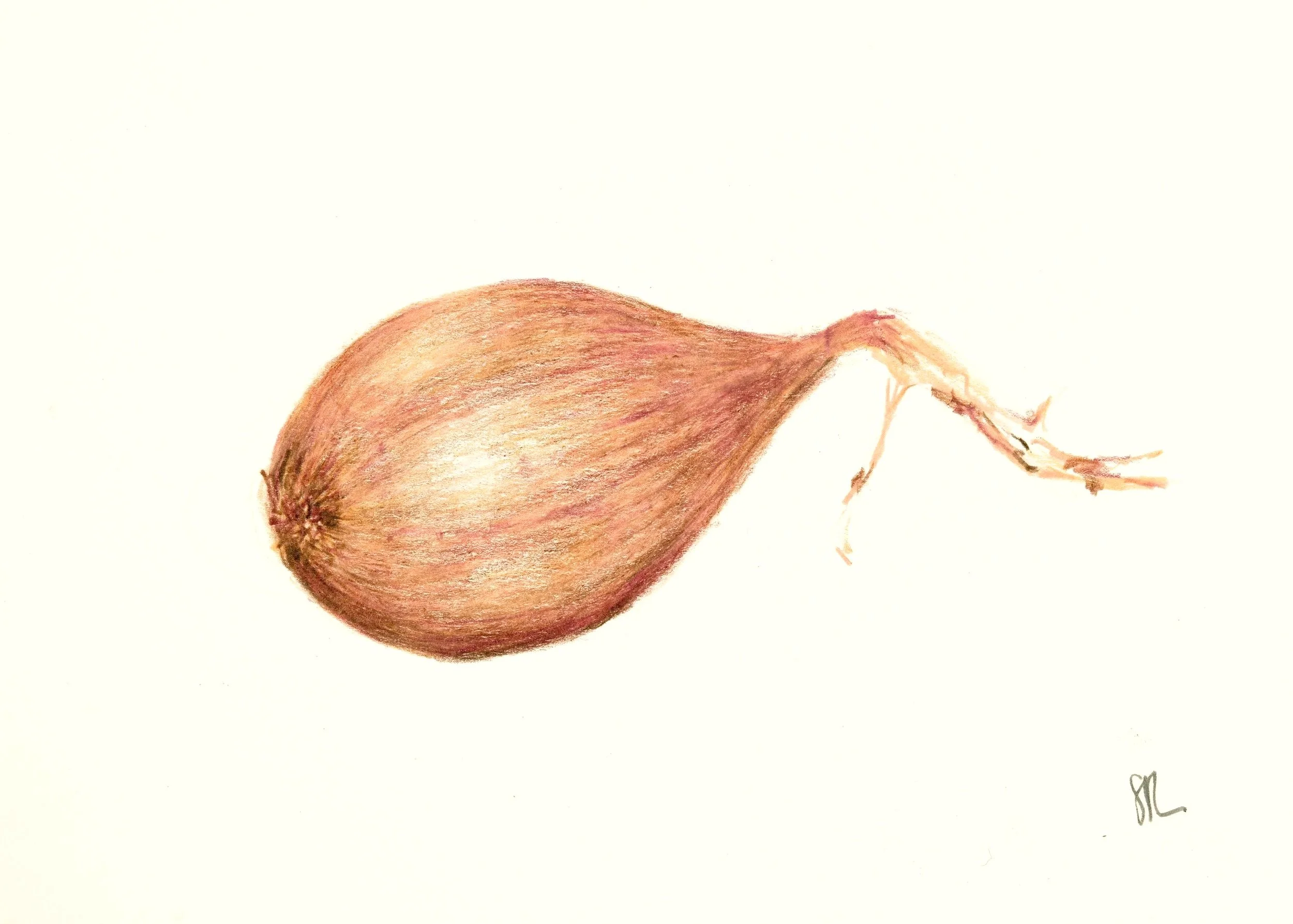 Hand-drawn illustration of a shallot with a light background.