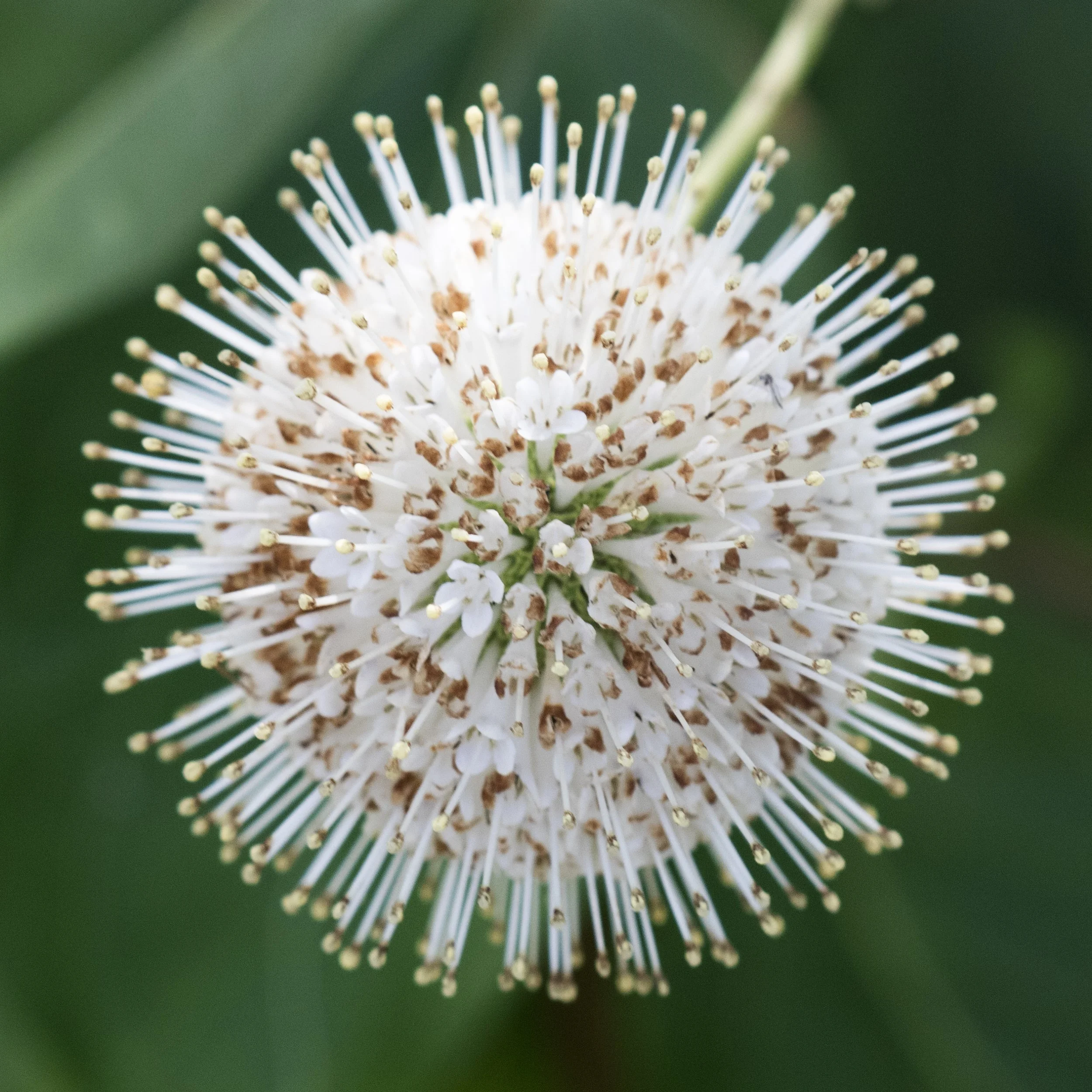 Cephalanthus occidentalis (Common Buttonbush) 1 - Summer Macro Photography at Fresh Pond