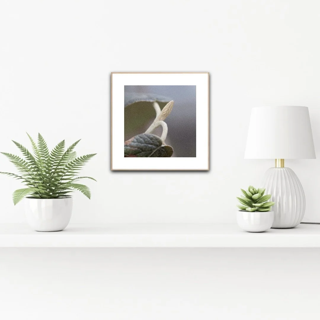 Leatherleaf Viburnum Macro Photograph