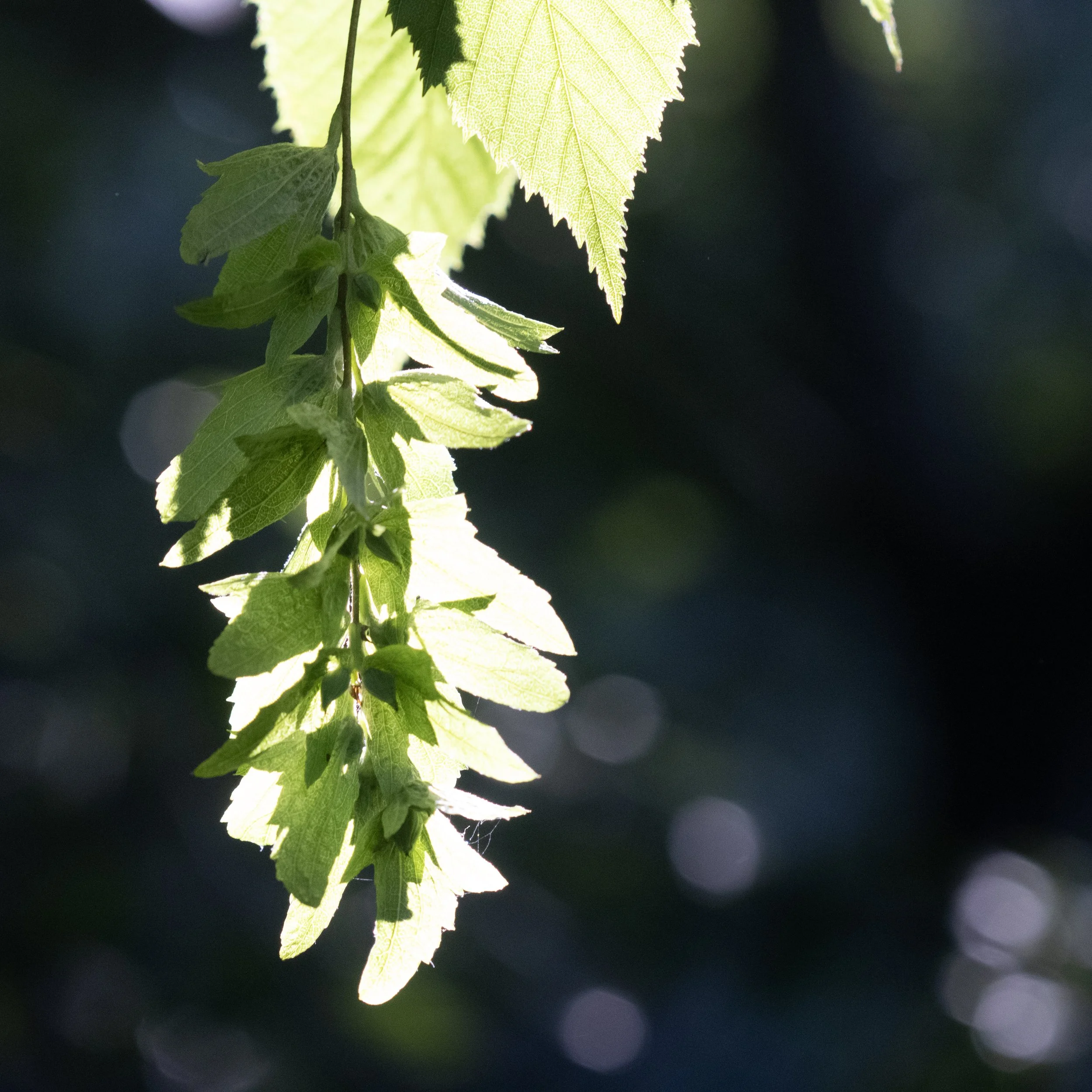 Close-up of green leaves backlit by sunlight, hanging from a branch with a dark blurred background.