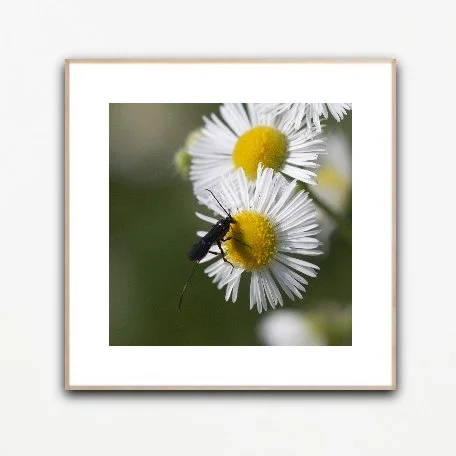 PH1093 framed insituartroom.jpg