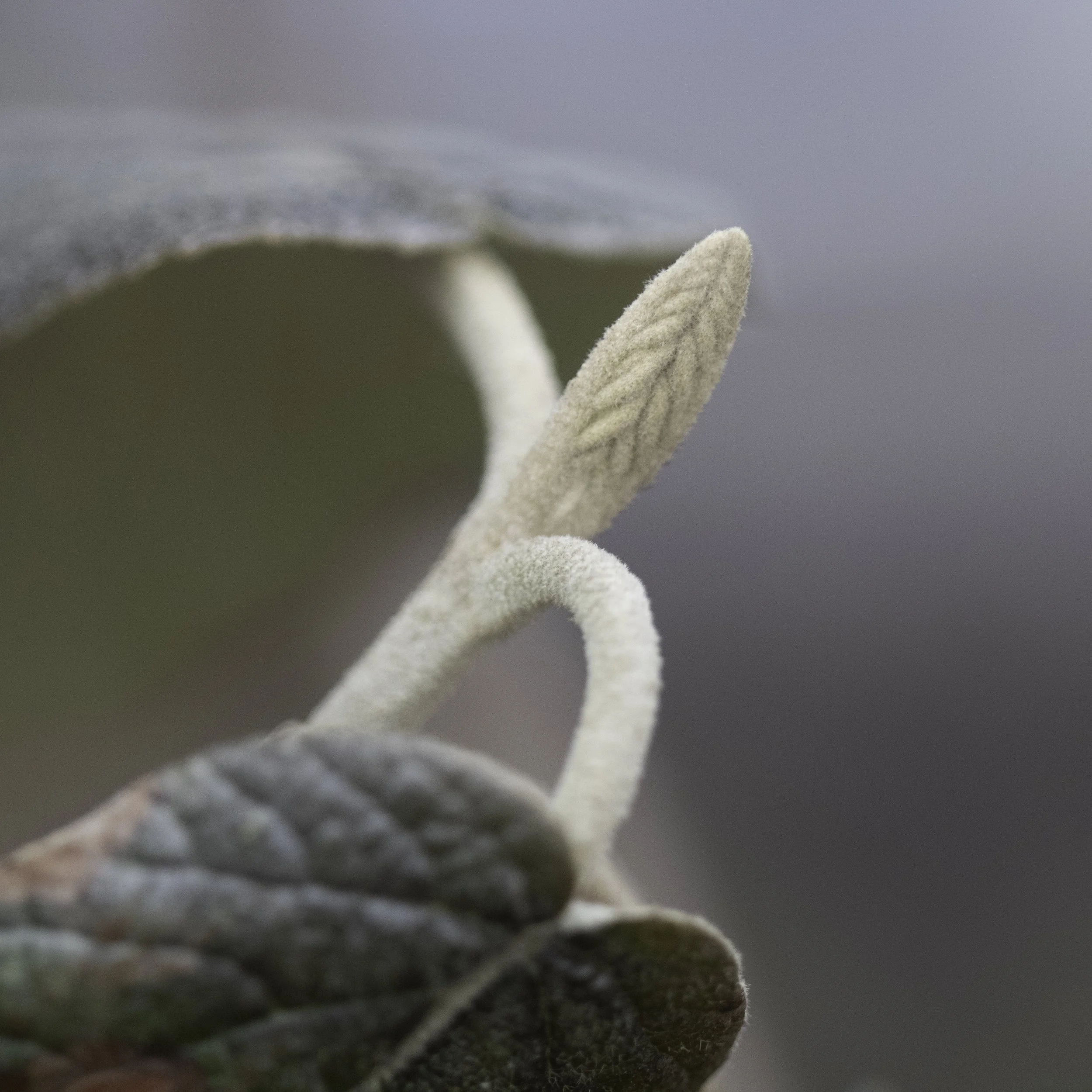 Viburnum rhytidophyllum (Leatherleaf Viburnum) 2 - Early Spring Macro Photography at Fresh Pond