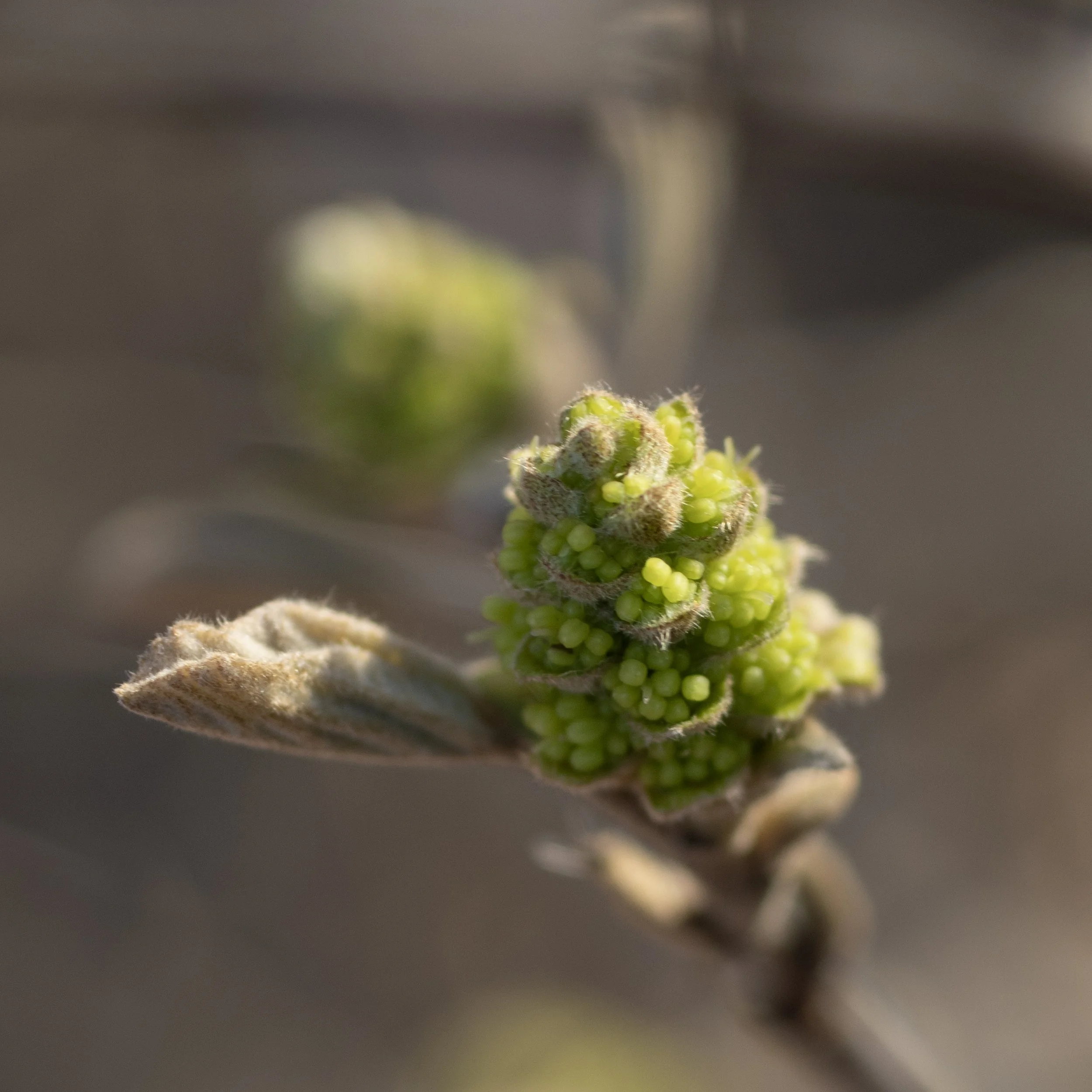 Close-up of a tiny cluster of green and fuzzy budding plants or flowers with a blurred background.