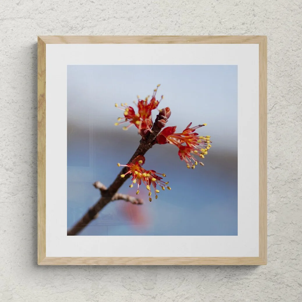 Red Maple Blossoms Macro Photograph