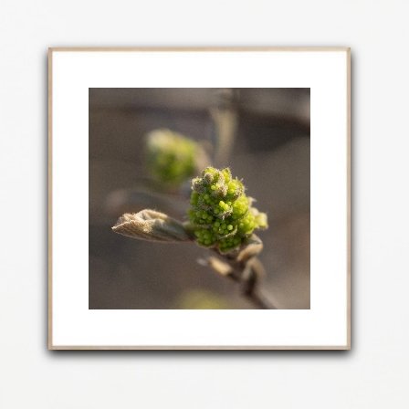 Coastal Witch-Alder Macro Photograph